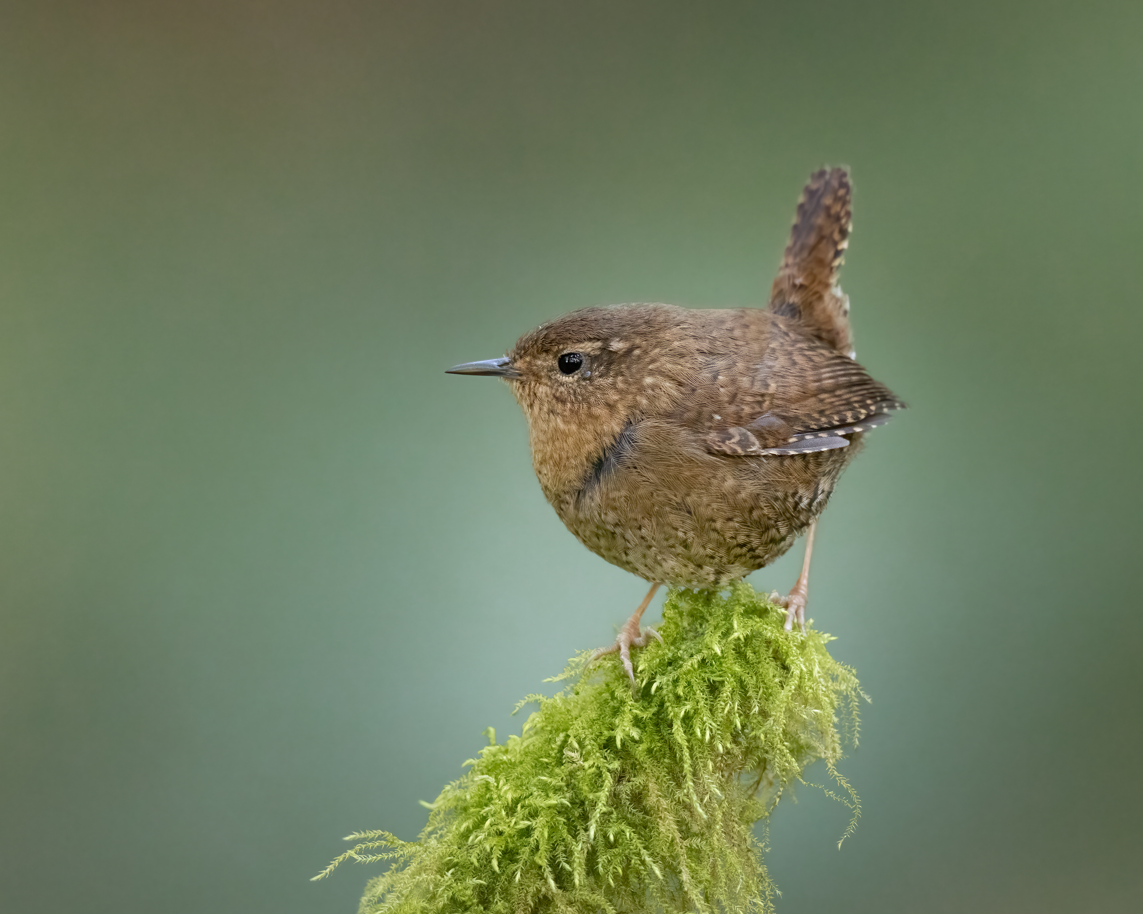 Pacific Wren - Canada