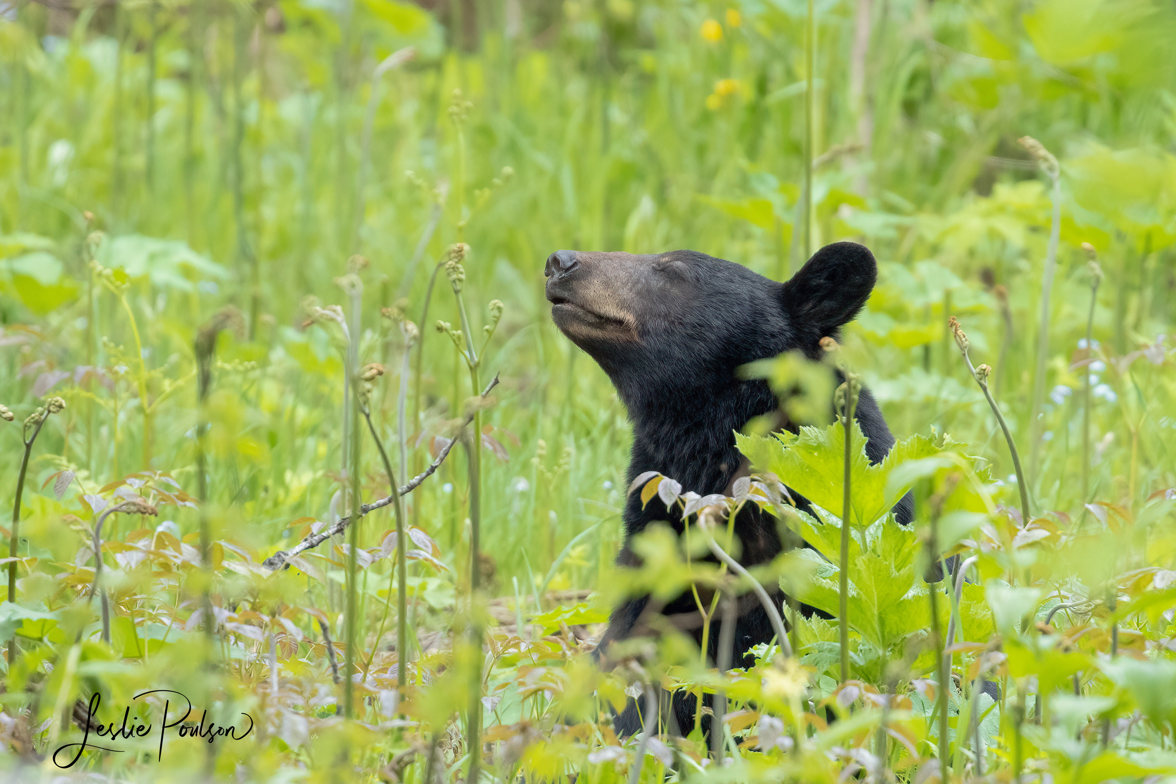 Black Bear - Canada