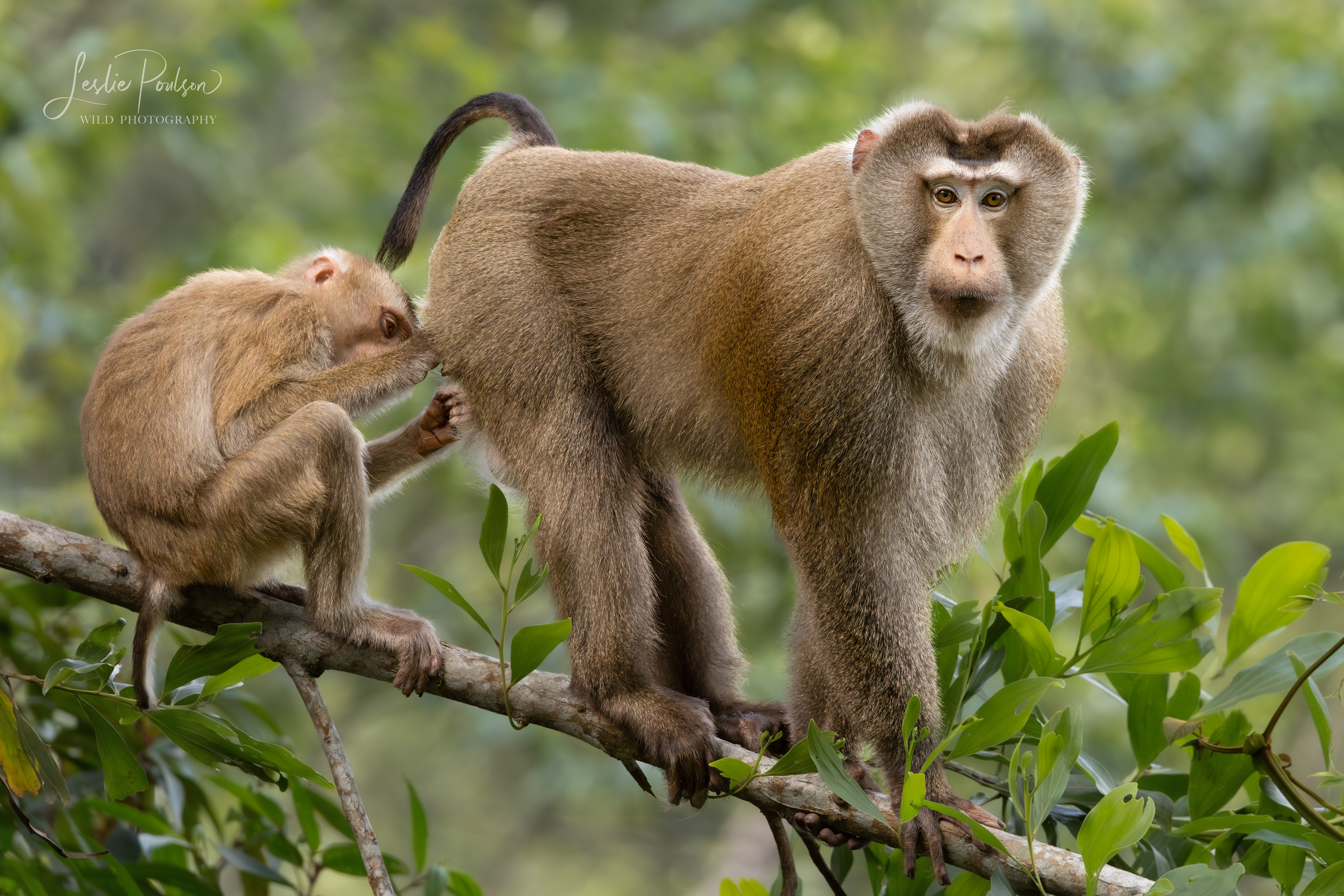 Northern Pigtailed Macaques - Cambodia