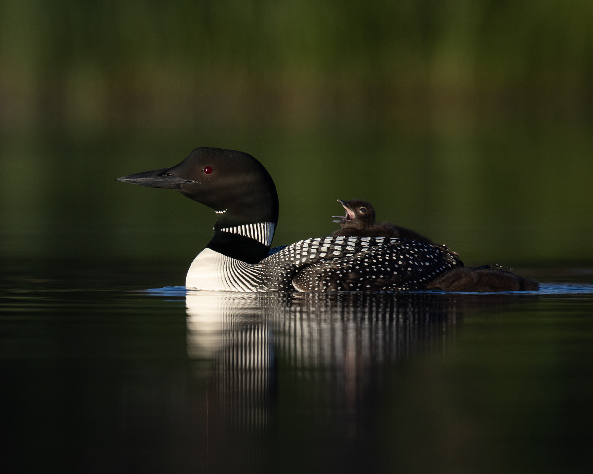 Tired Loon Chick