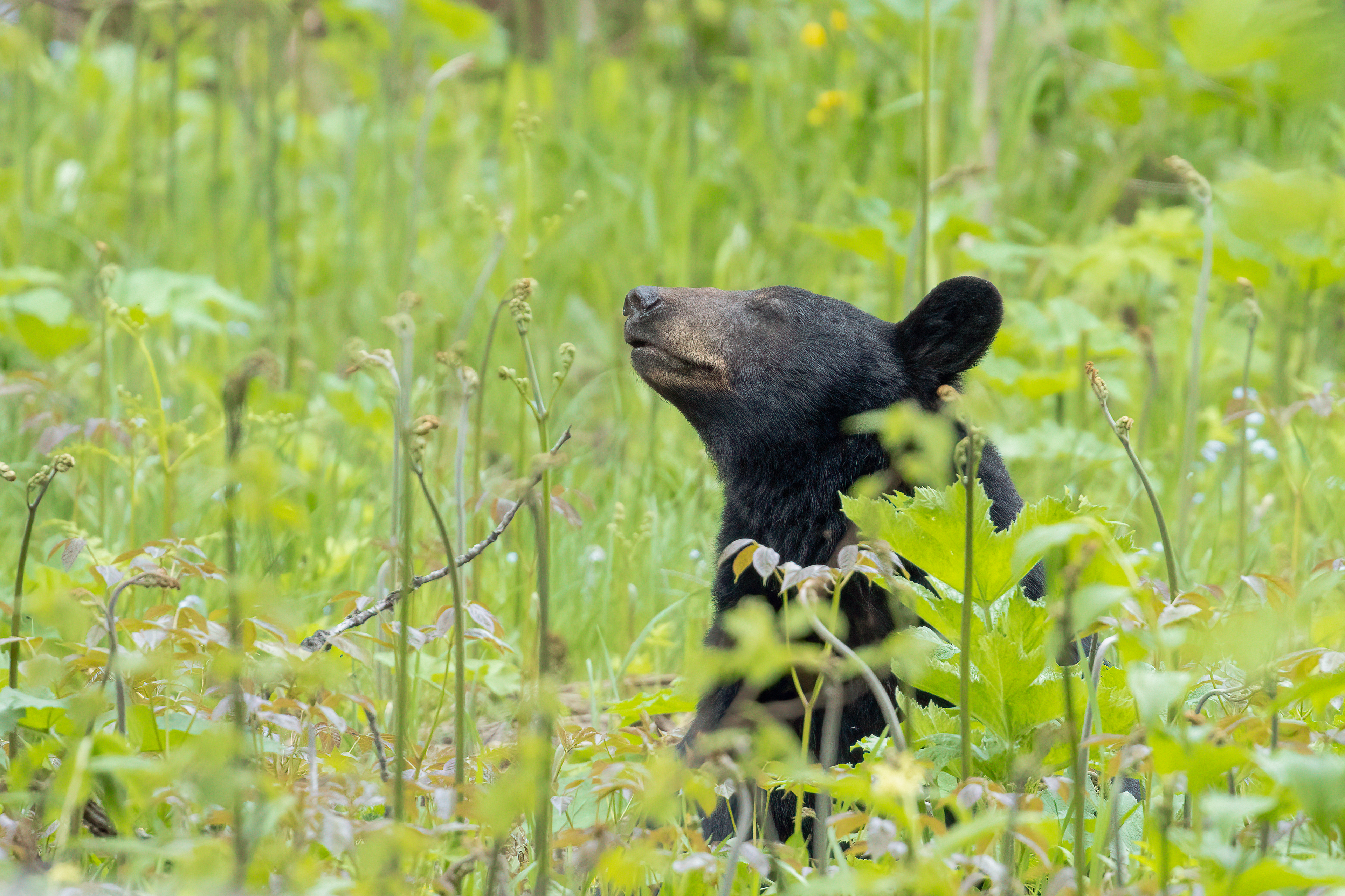 Mother Bear Taking a Moment
