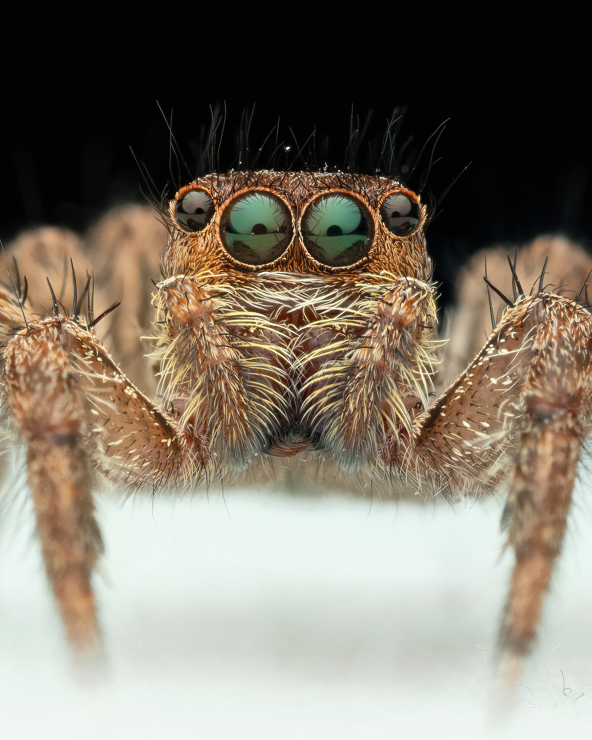 Pantropical Jumping Spider - Madagascar