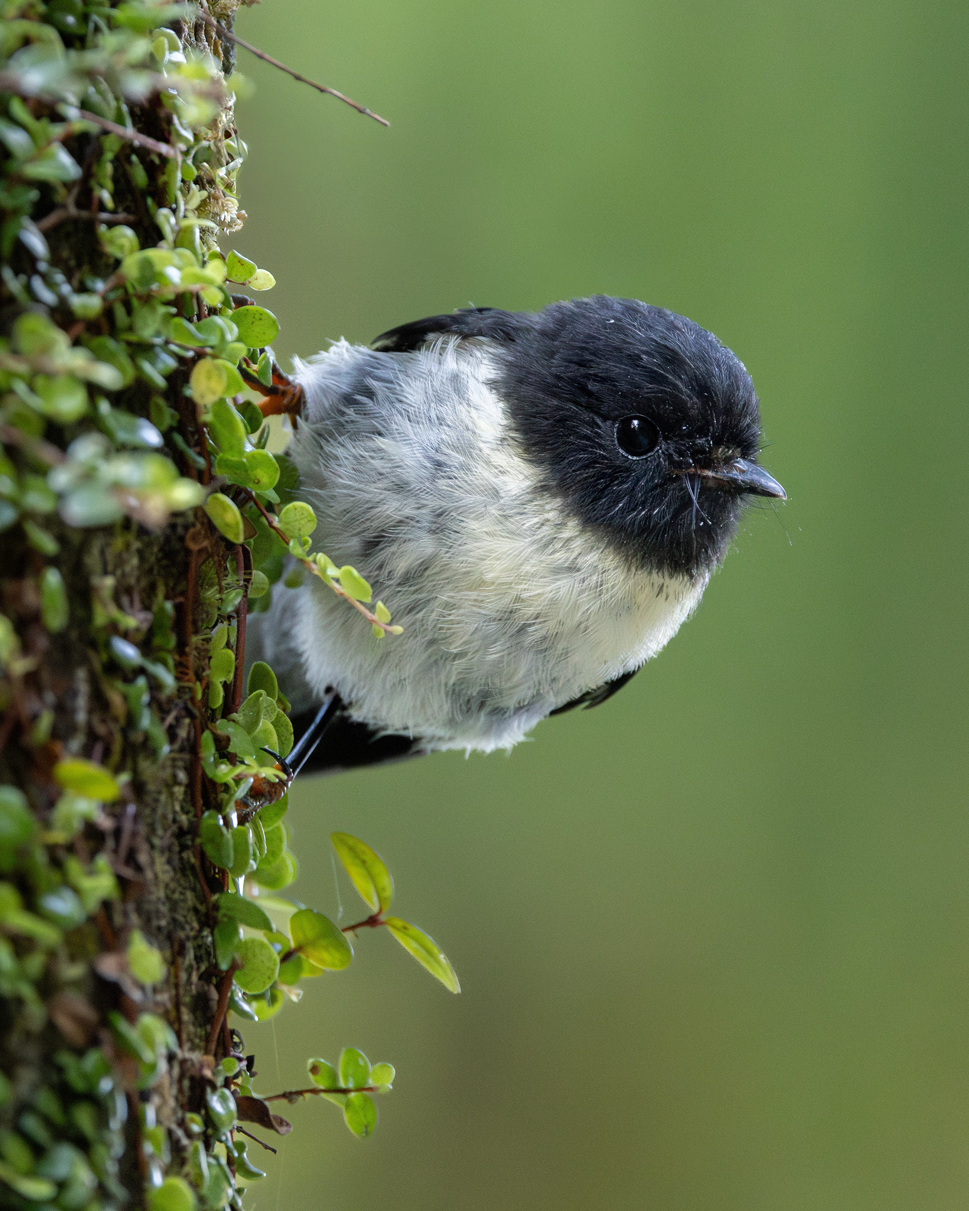 South Island Tomtit - New Zealand