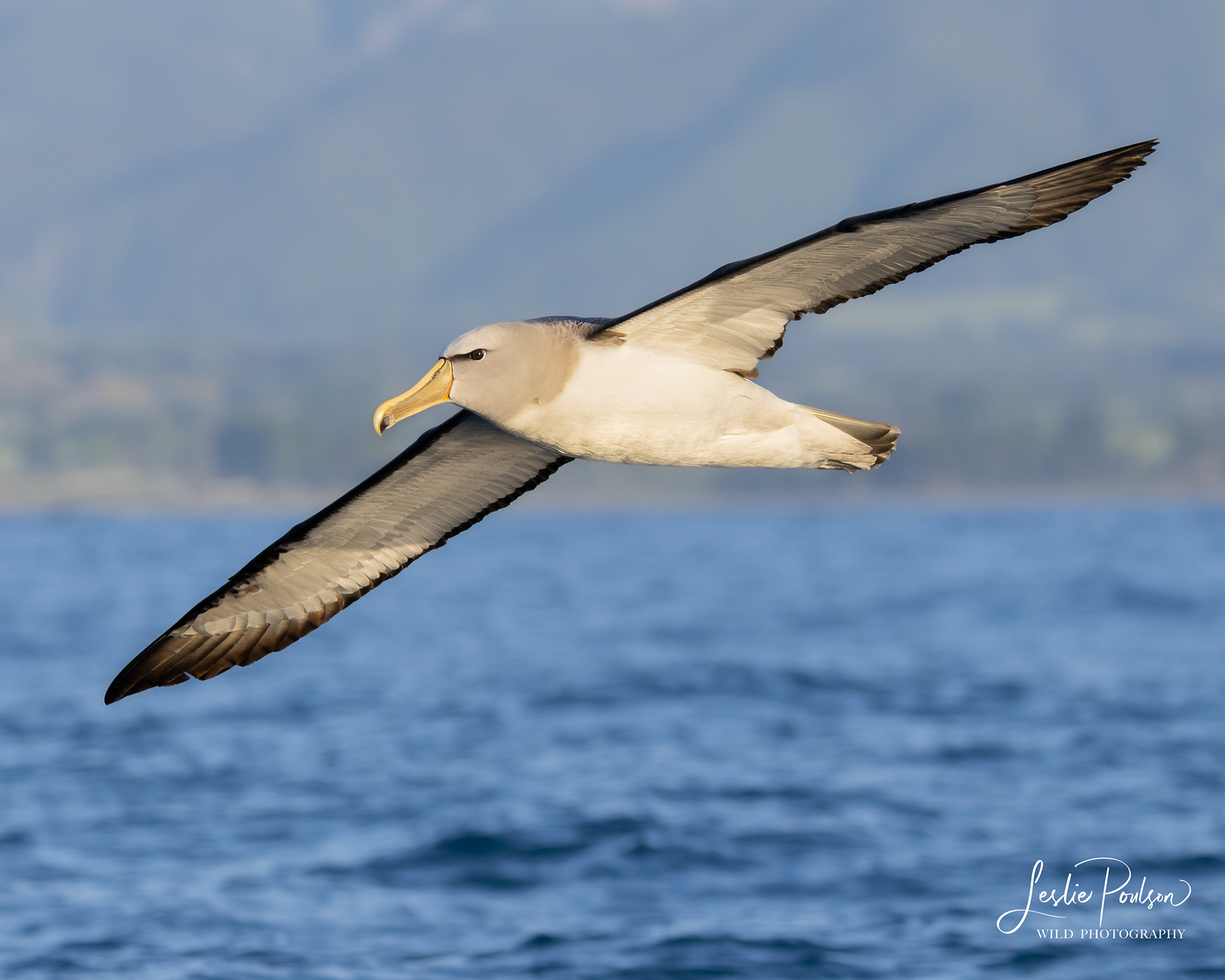 Toroa / Salvin's Albatross
