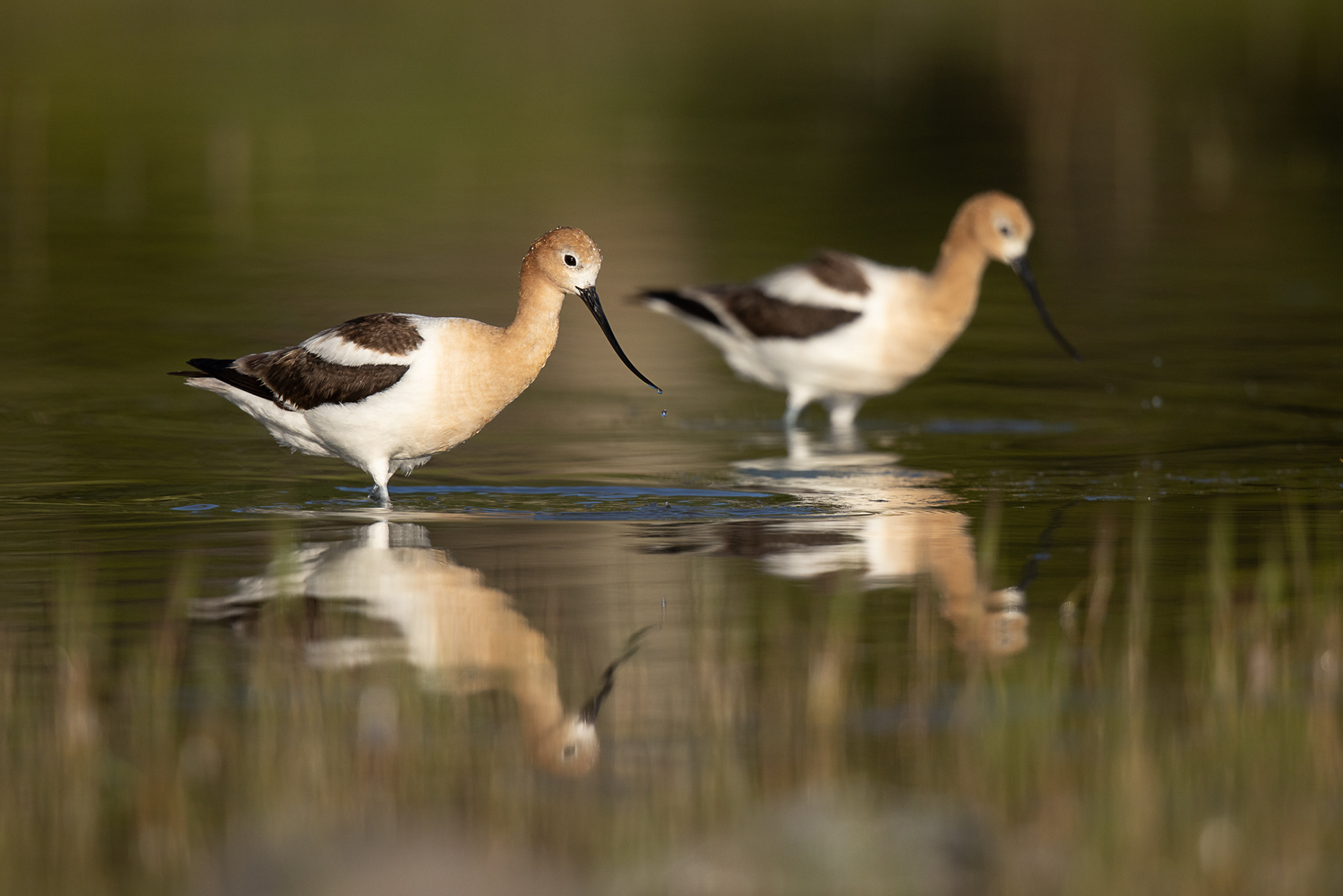 American Avocets - Canada