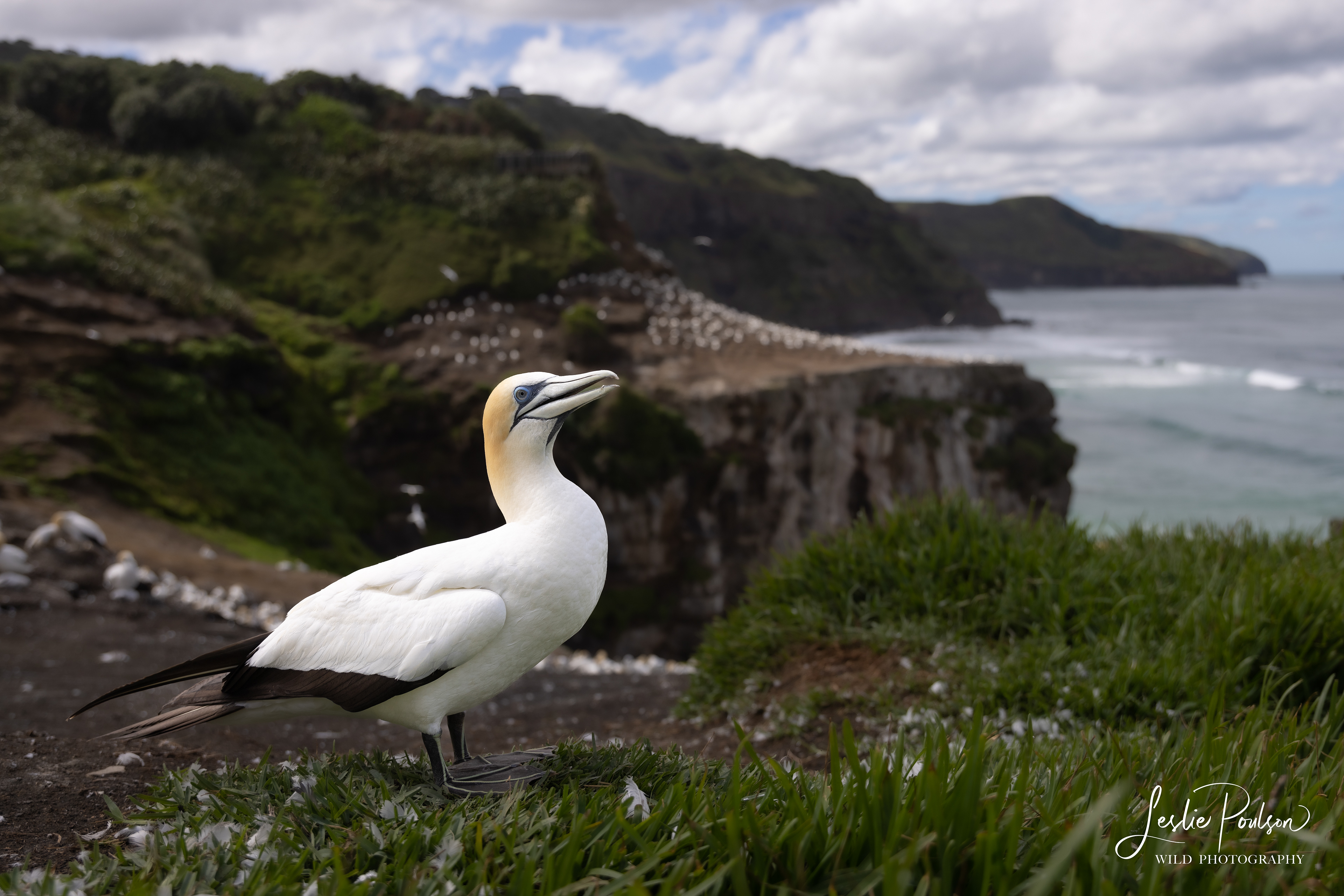Australasian Gannet - New Zealand
