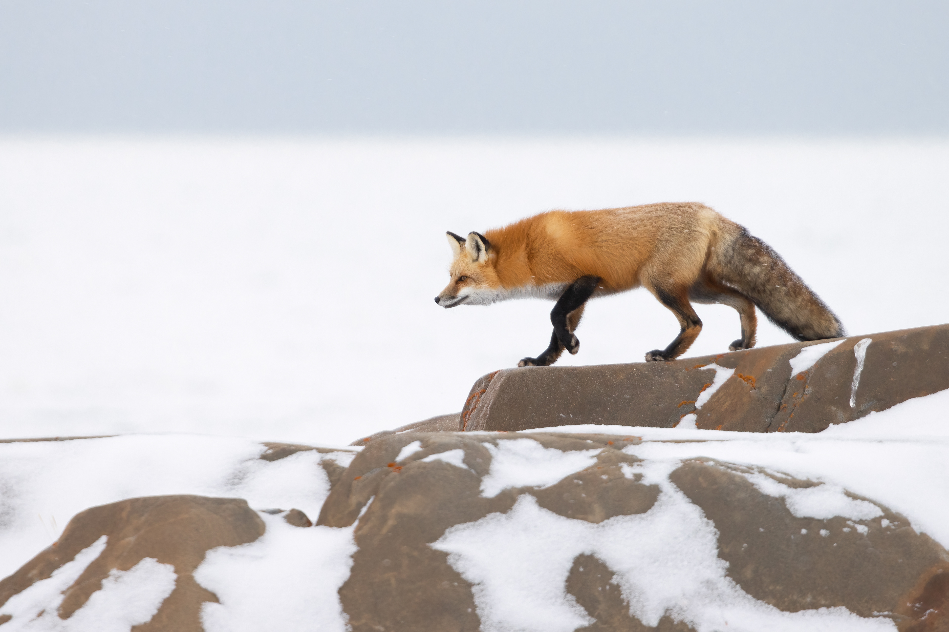 Red Fox - Canada