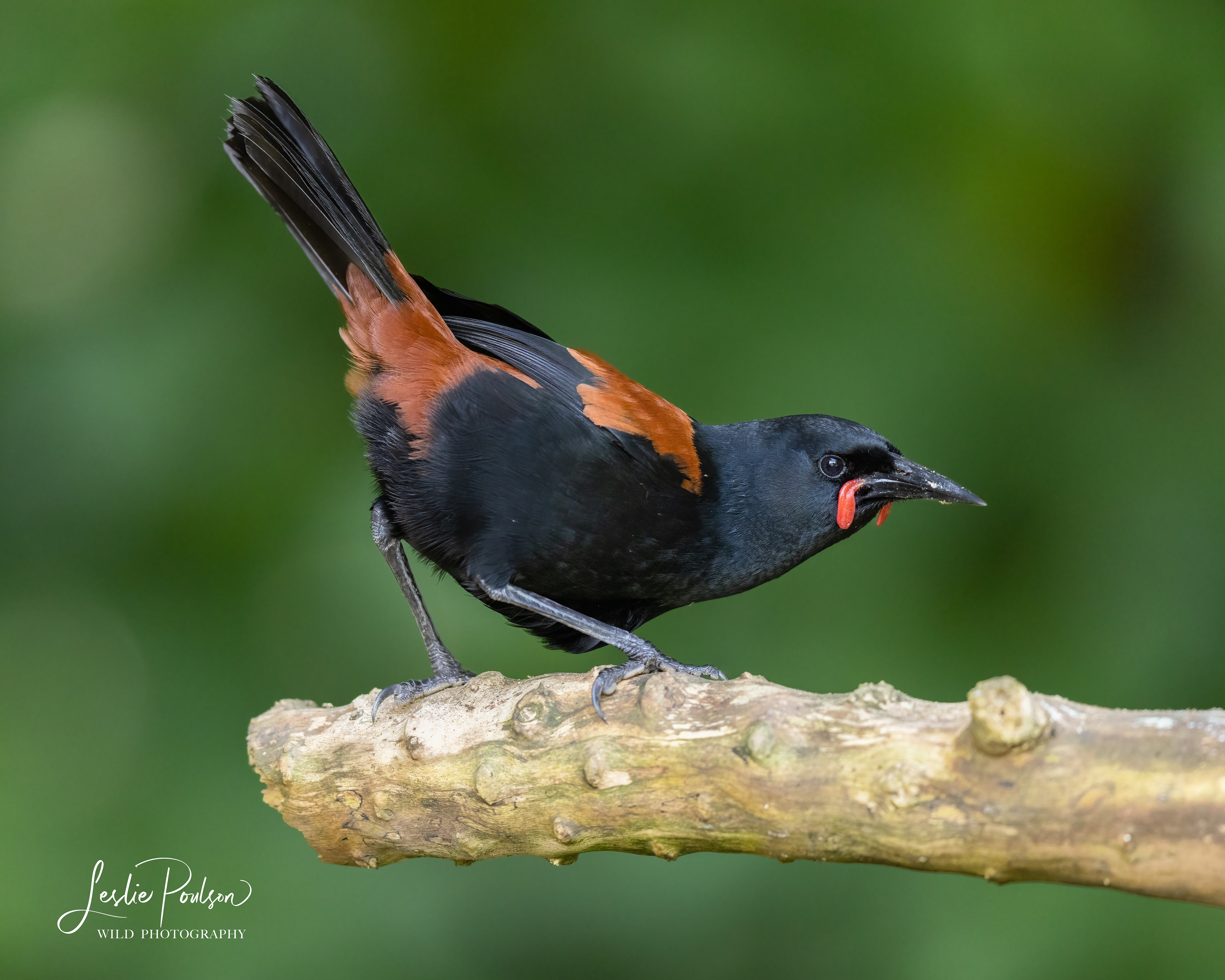 Tīeke / South Island Saddleback