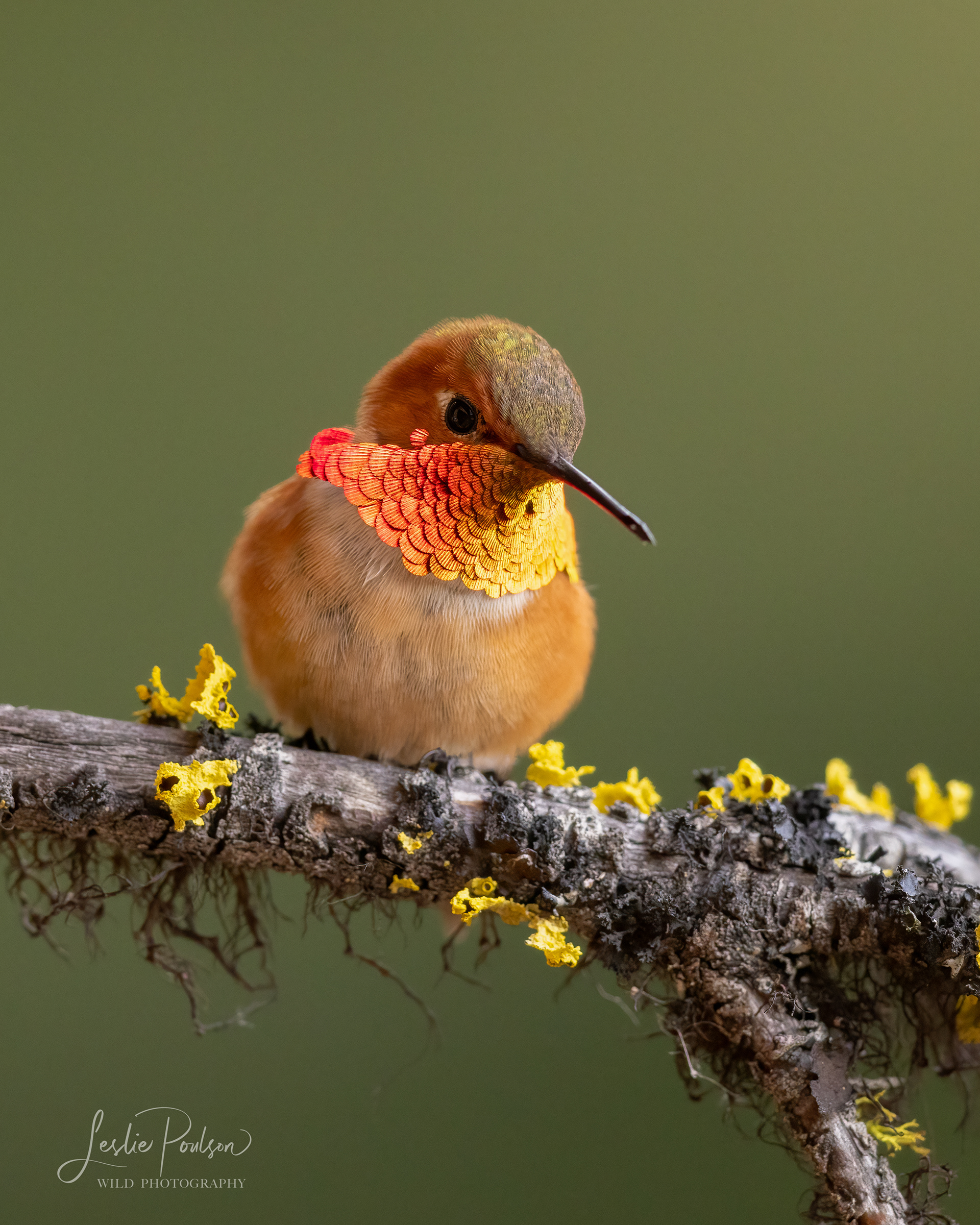 Male Rufous Hummingbird - Canada