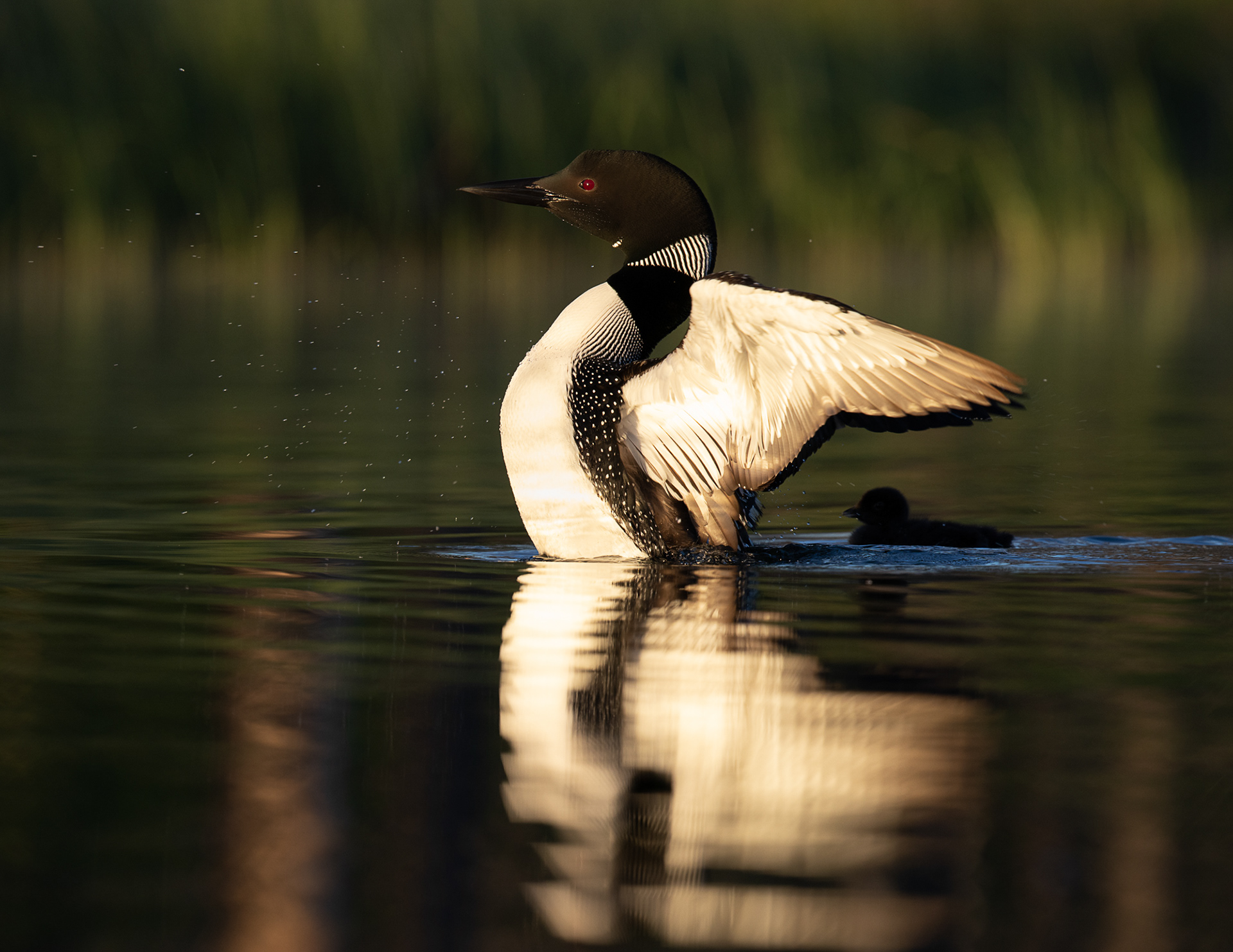 Loon Child Protective Services