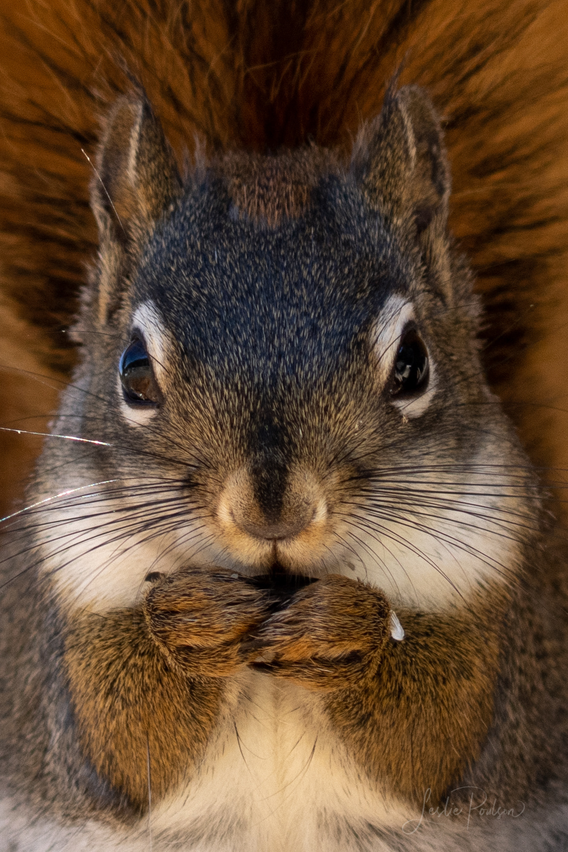 Red Squirrel - Canada