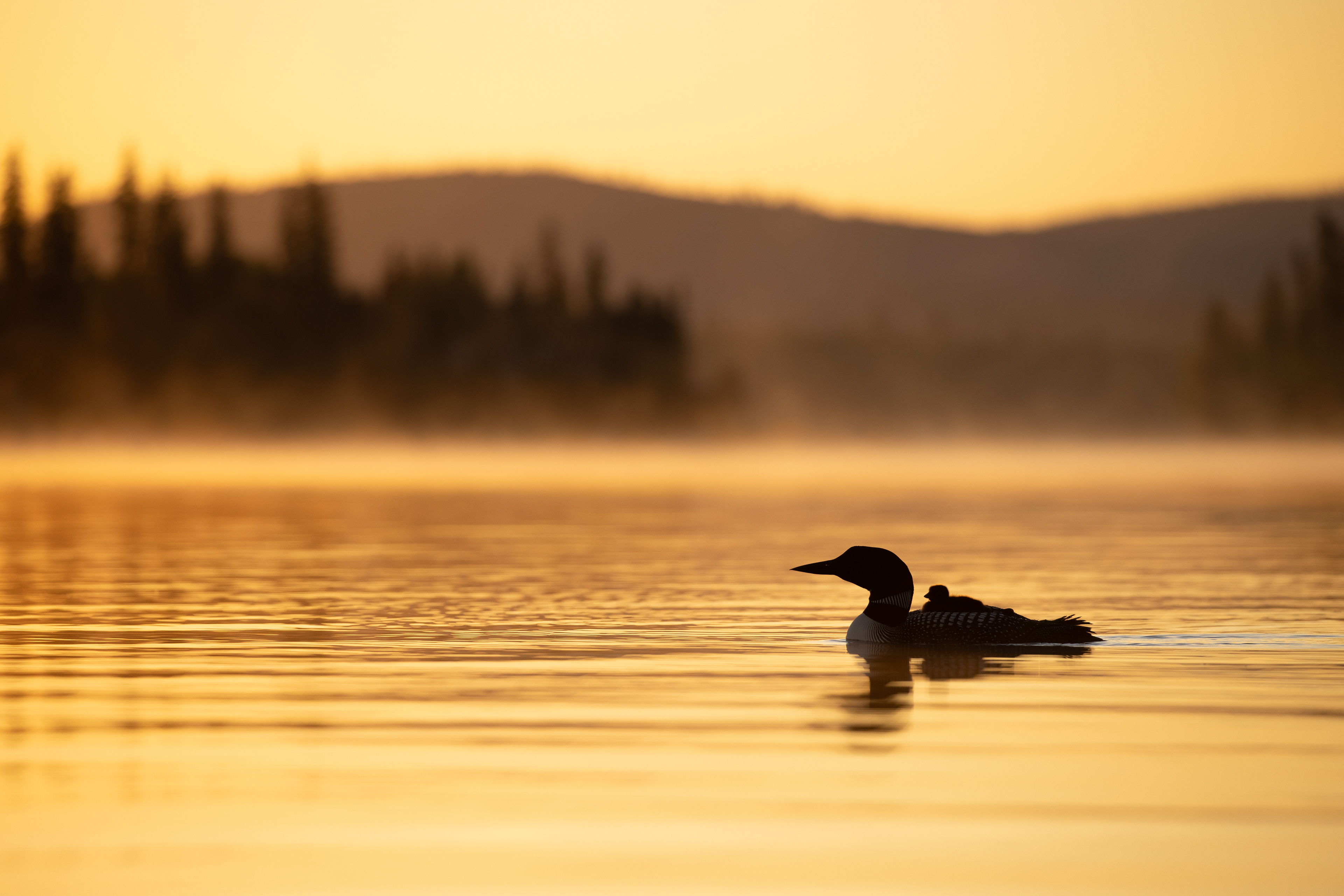 Loon with Chick - Canada