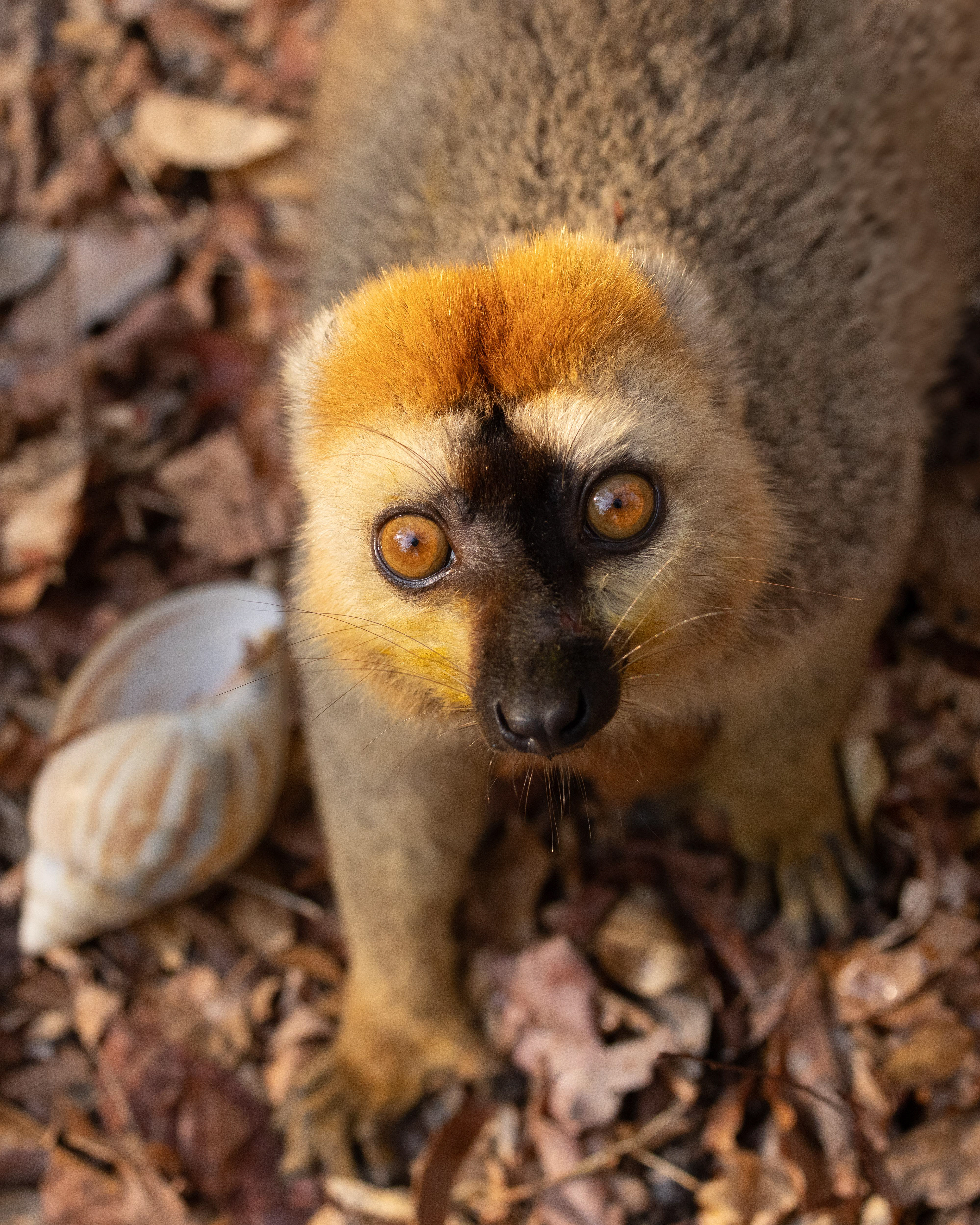 Brown Lemur - Madagascar