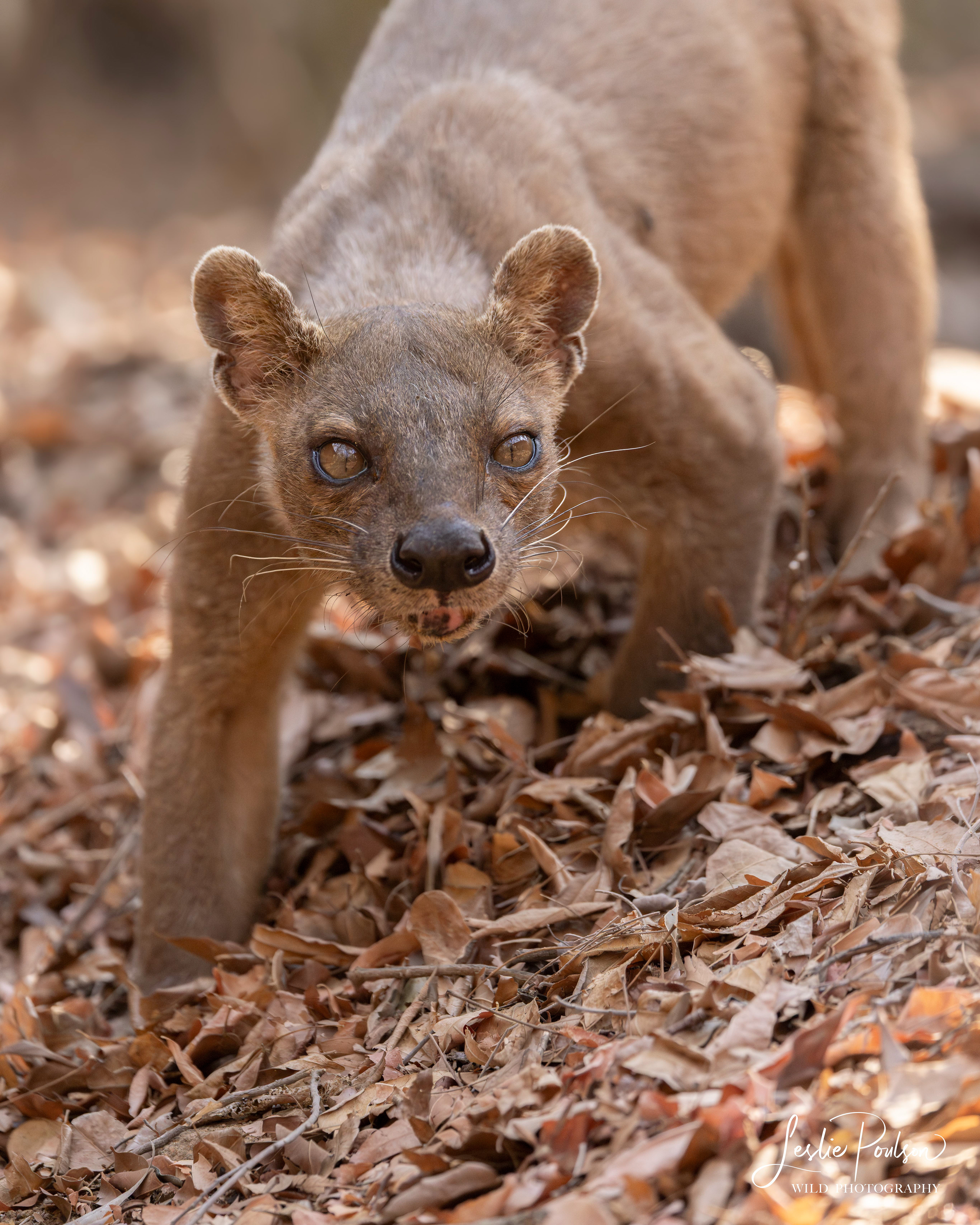 Fossa - Madagascar