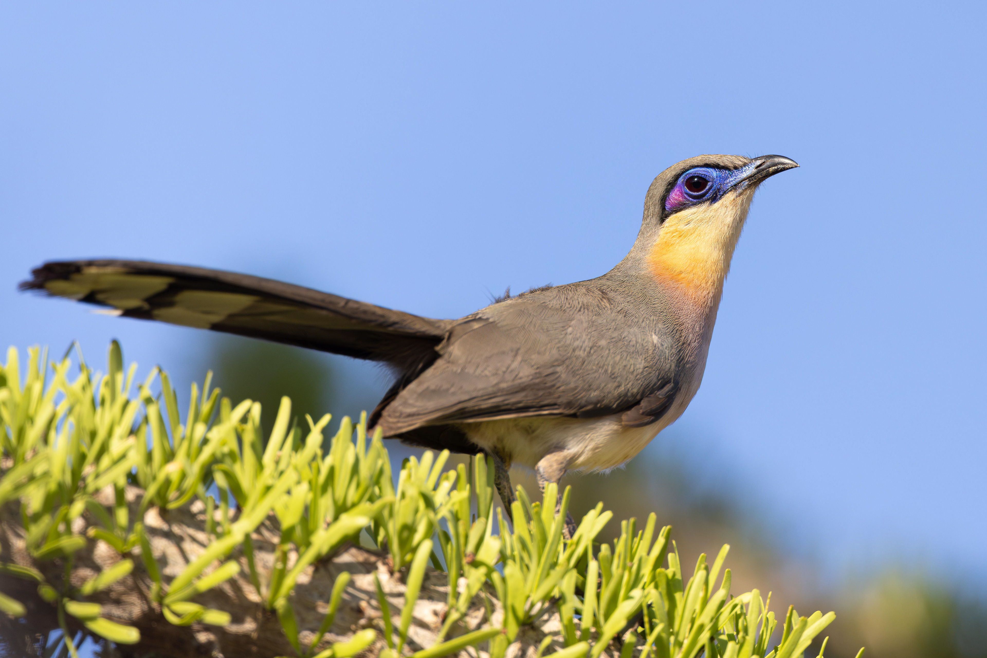 Coquerel's Coua - Madagascar