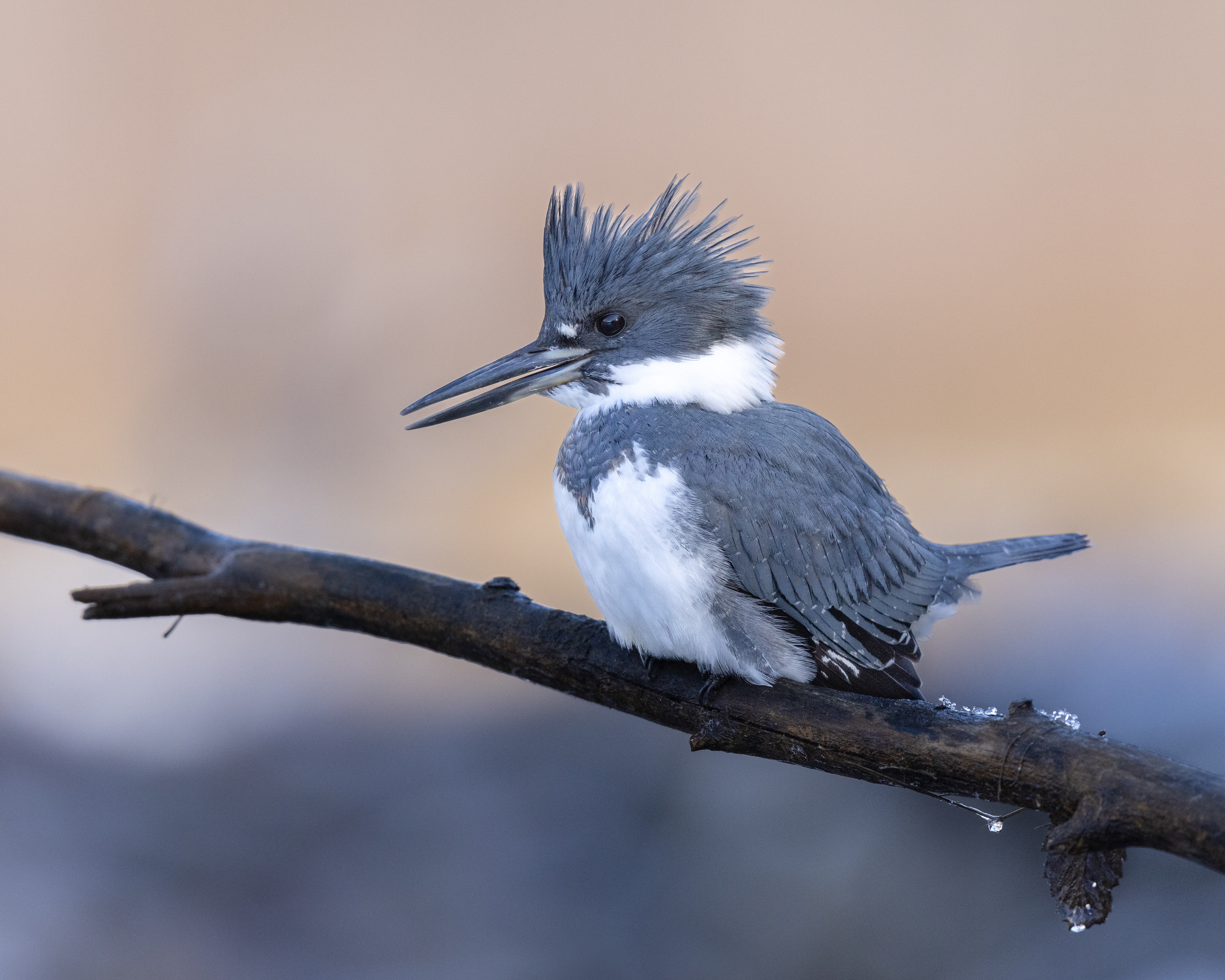 Belted Kingfisher