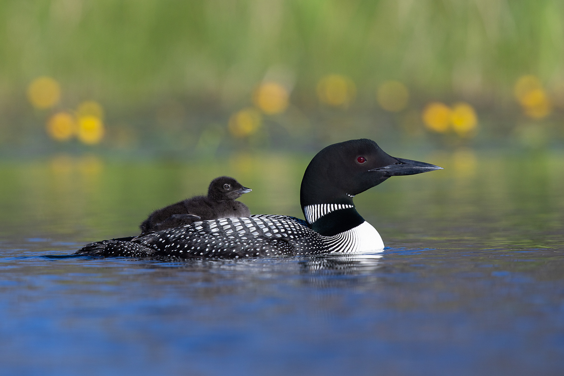 Loons and Lillies