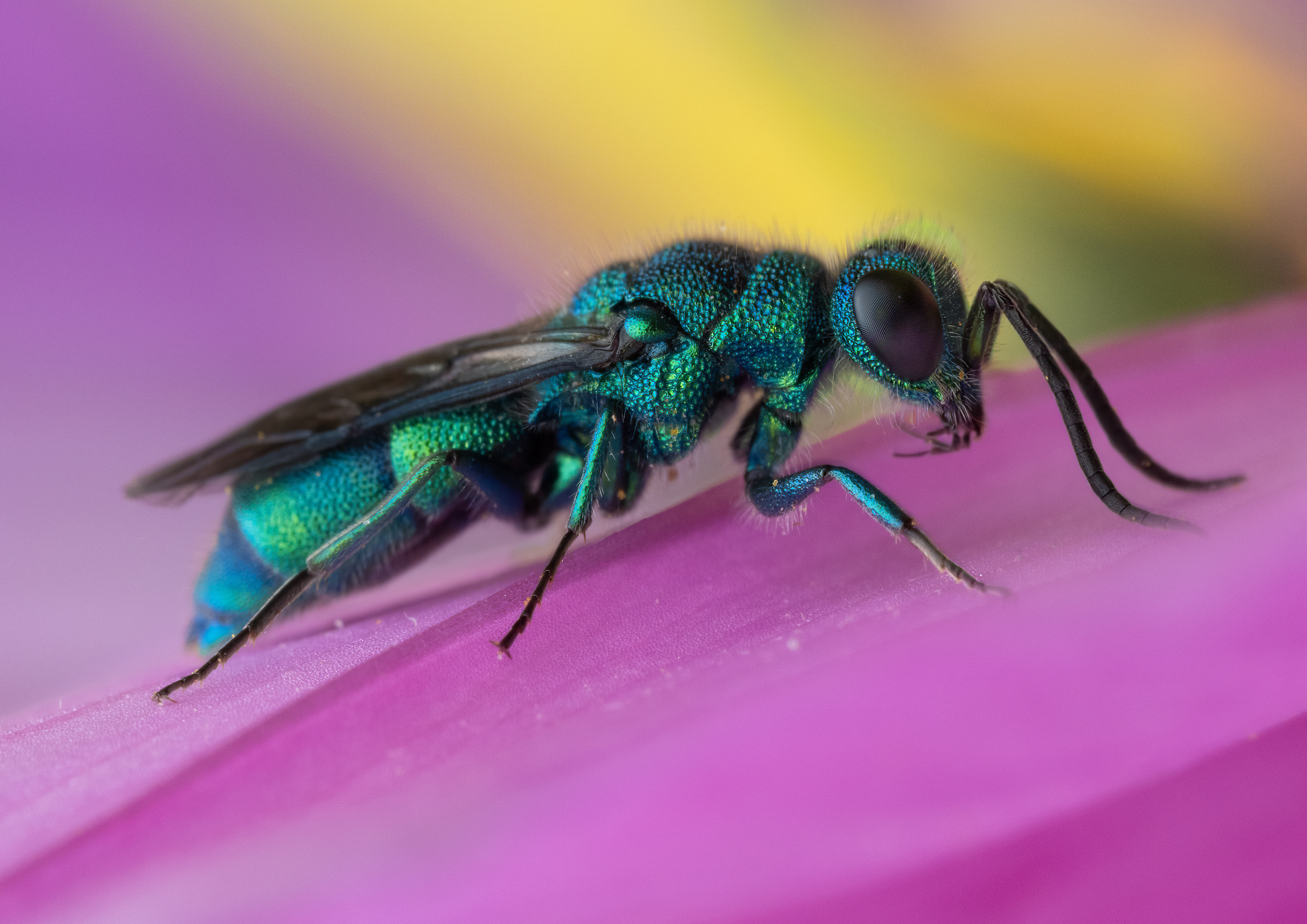 Cuckoo Wasp