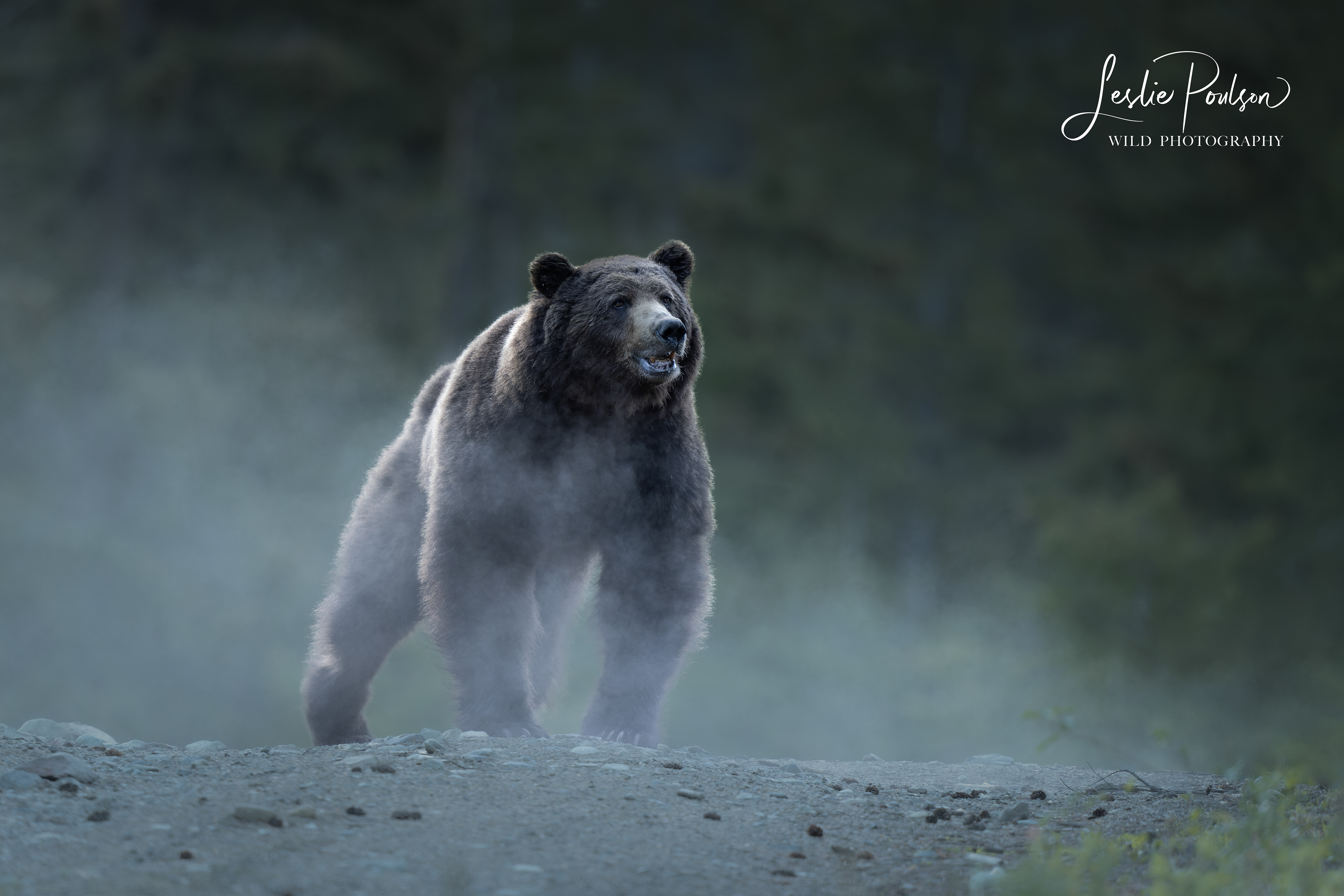 Grizzly Bear - Canada