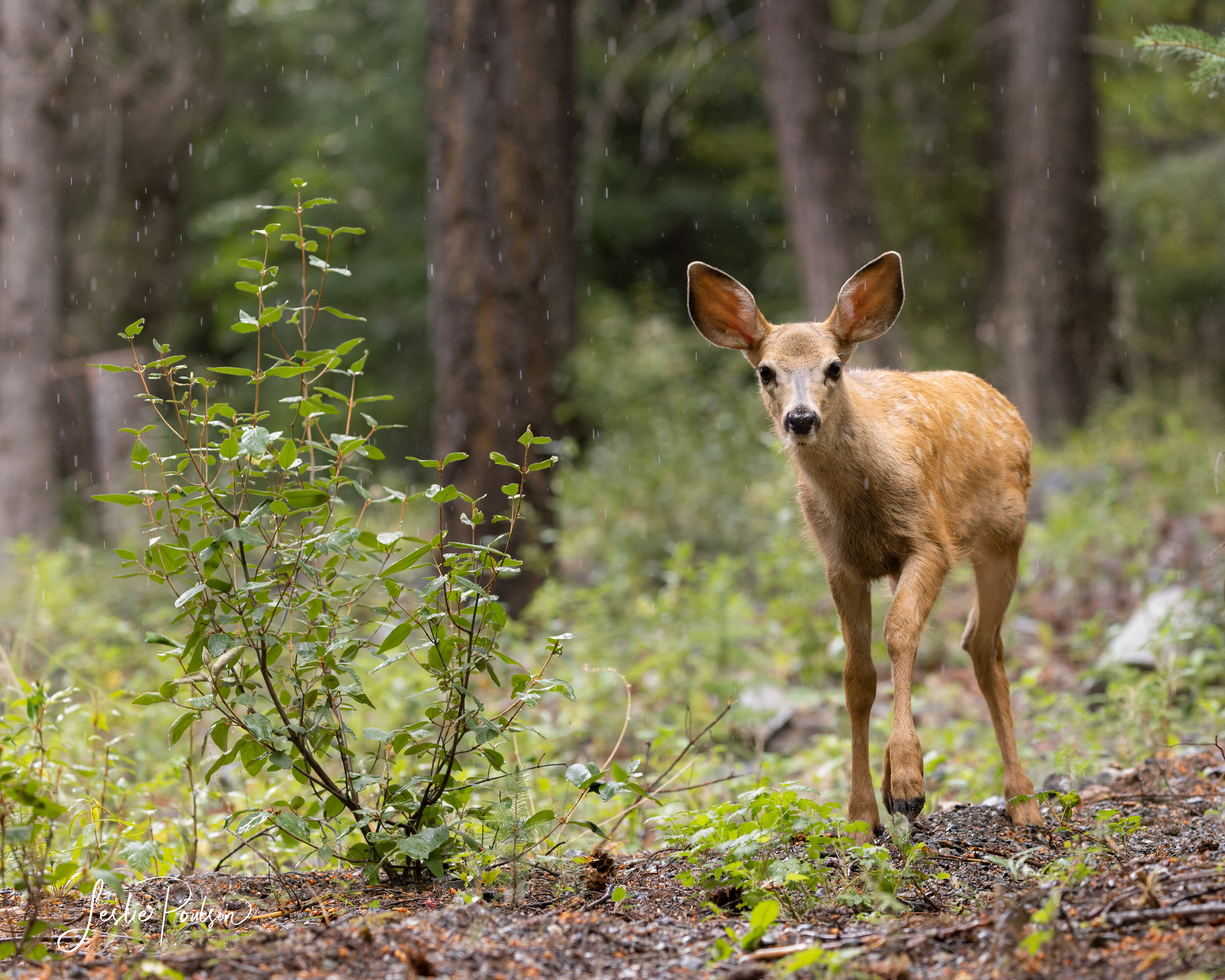 Mule Deer Fawn - Canada