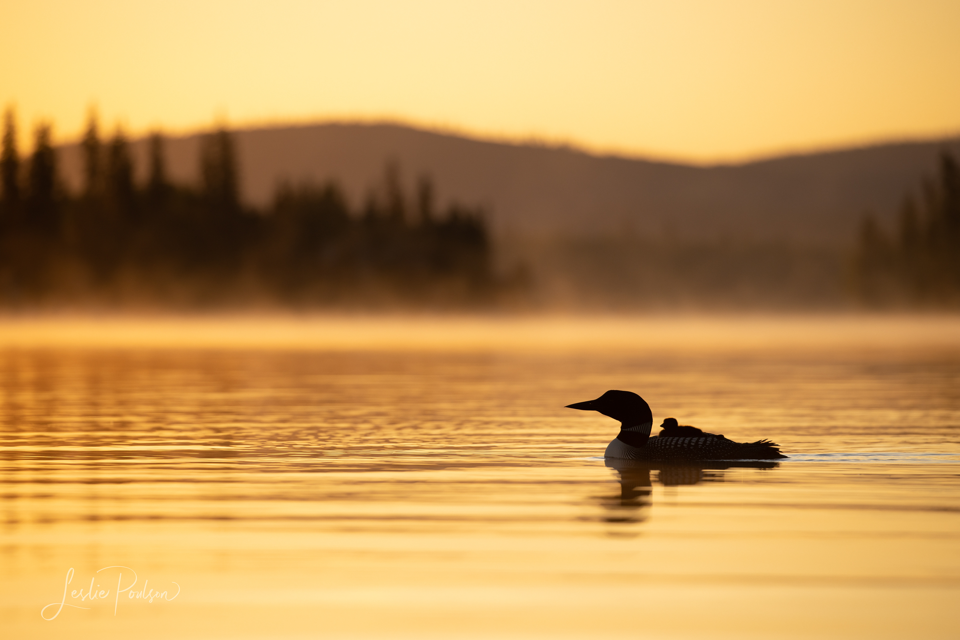 Common loon at sunrise - Canada