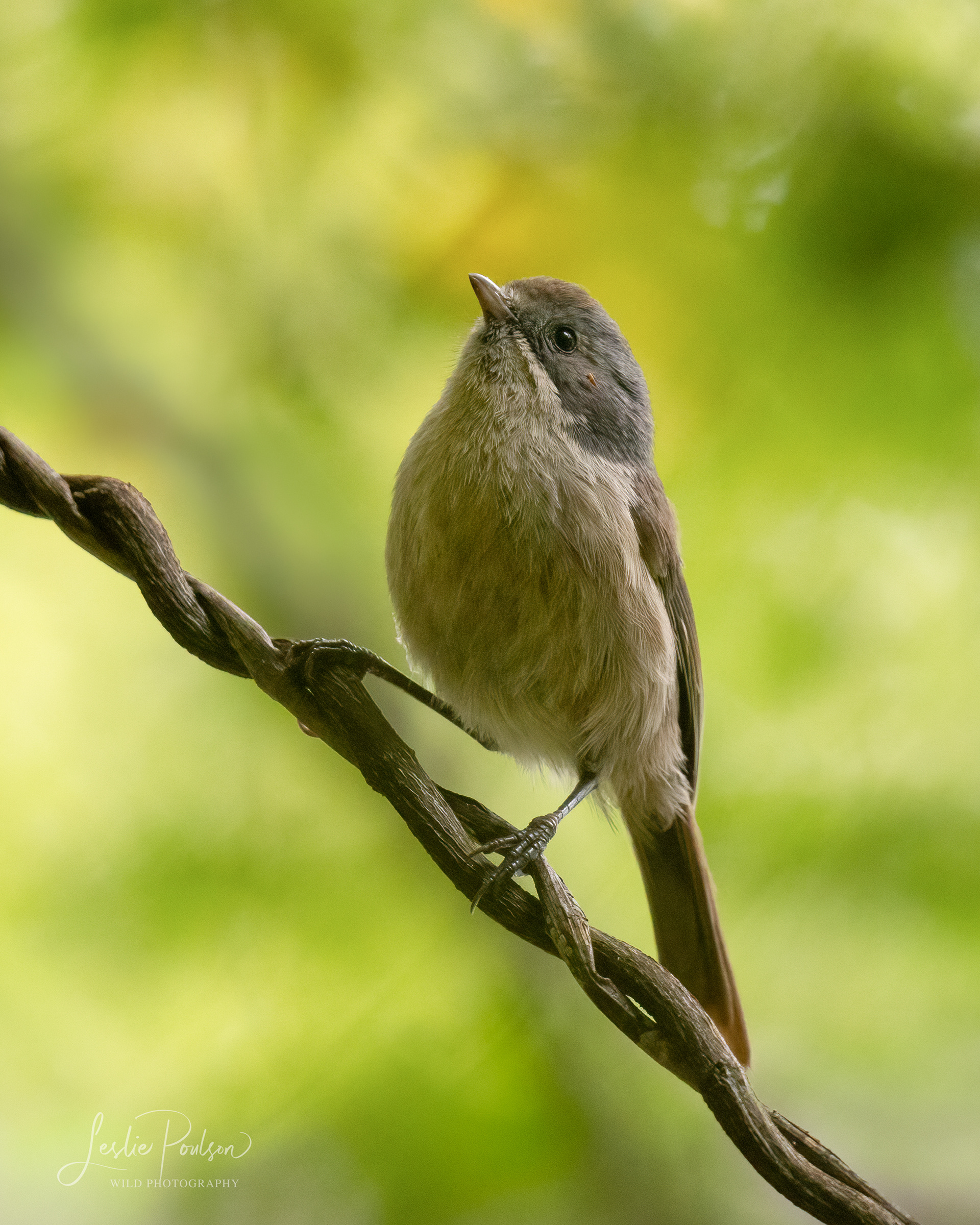 Pīpipi / Brown Creeper
