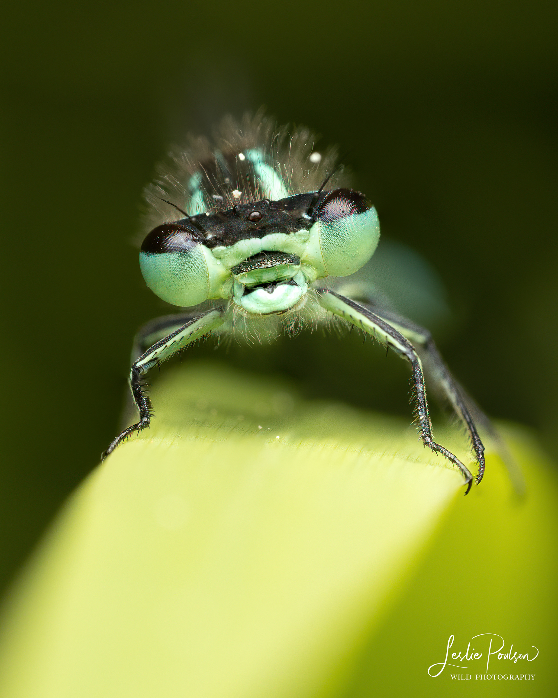 Taiga Bluet Damselfly - Canada