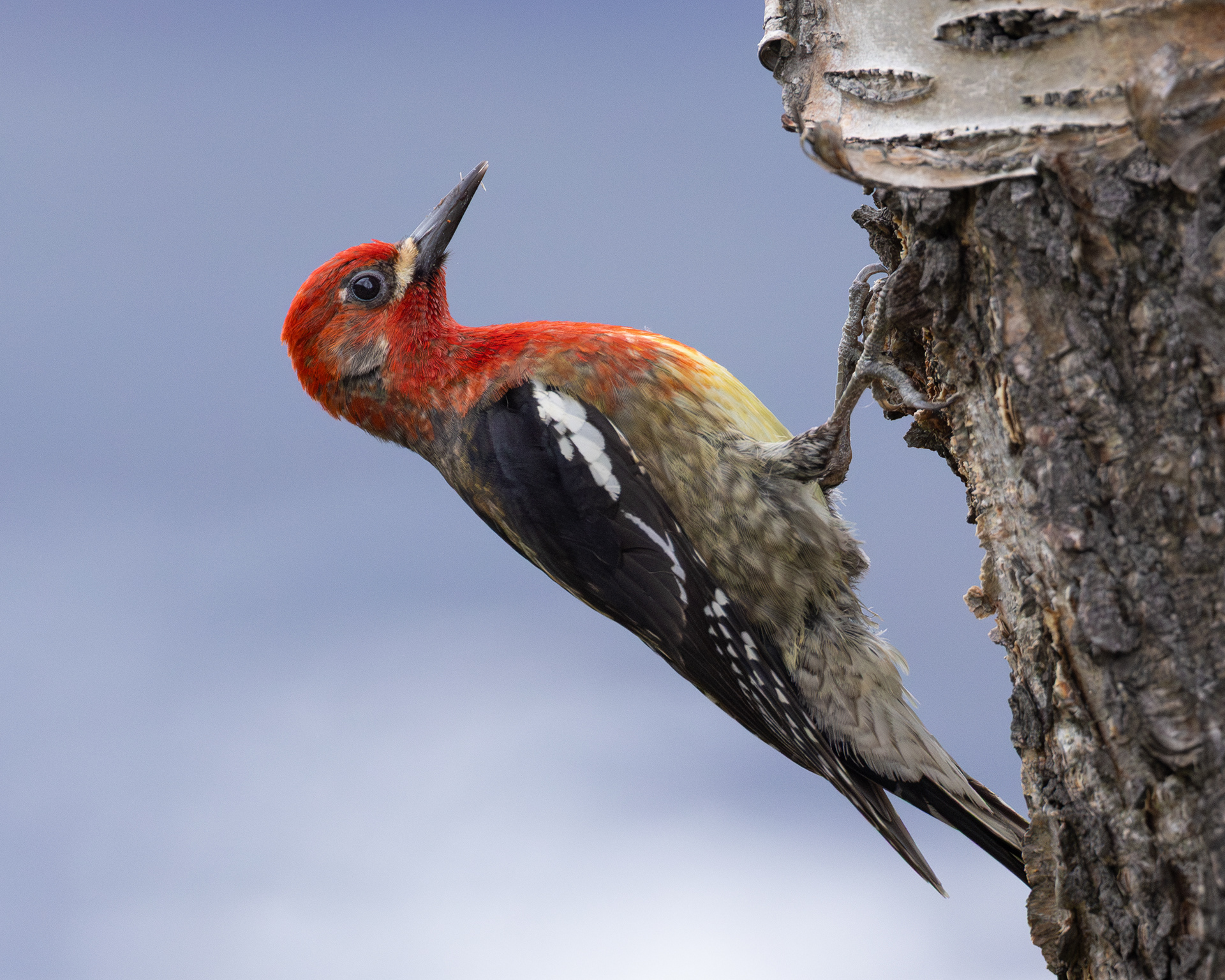 Red-Breasted Sapsucker