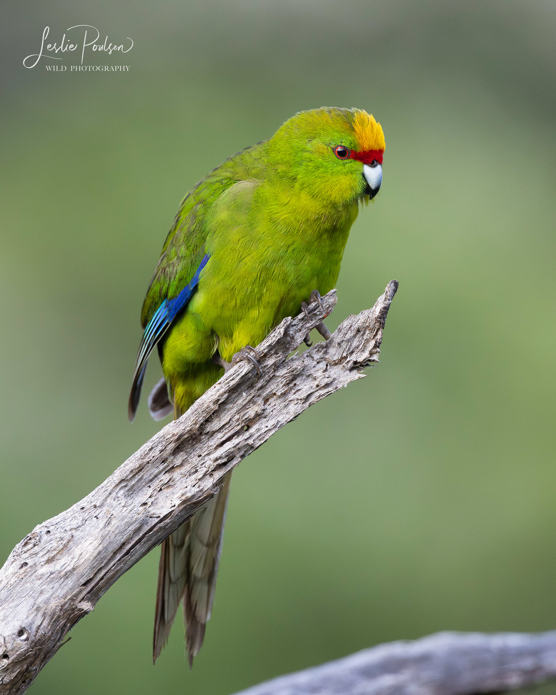 Yellow-Crowned Parakeet / Kākāriki - New Zealand