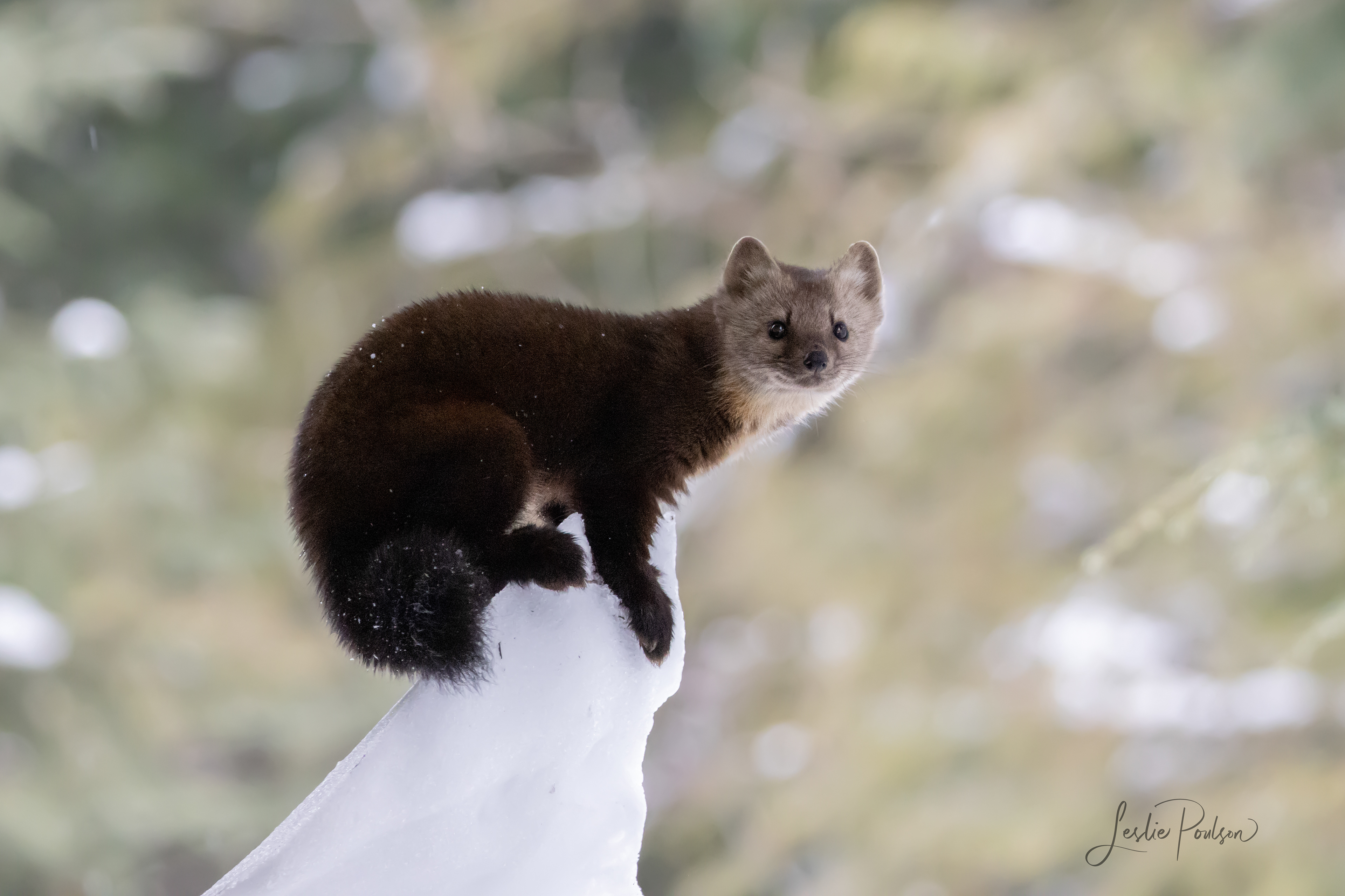 Pine Marten - Canada