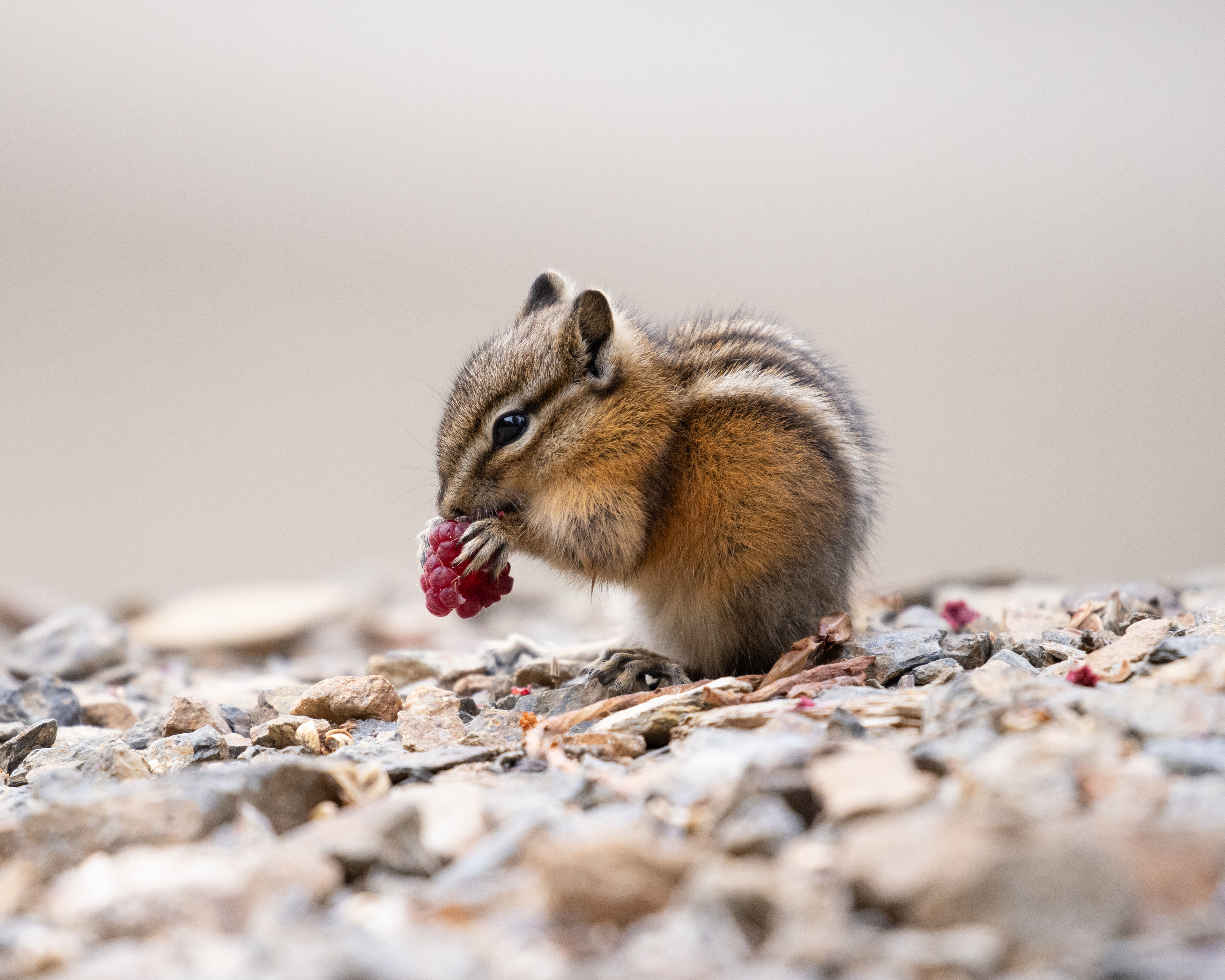 Chipmunk - Canada