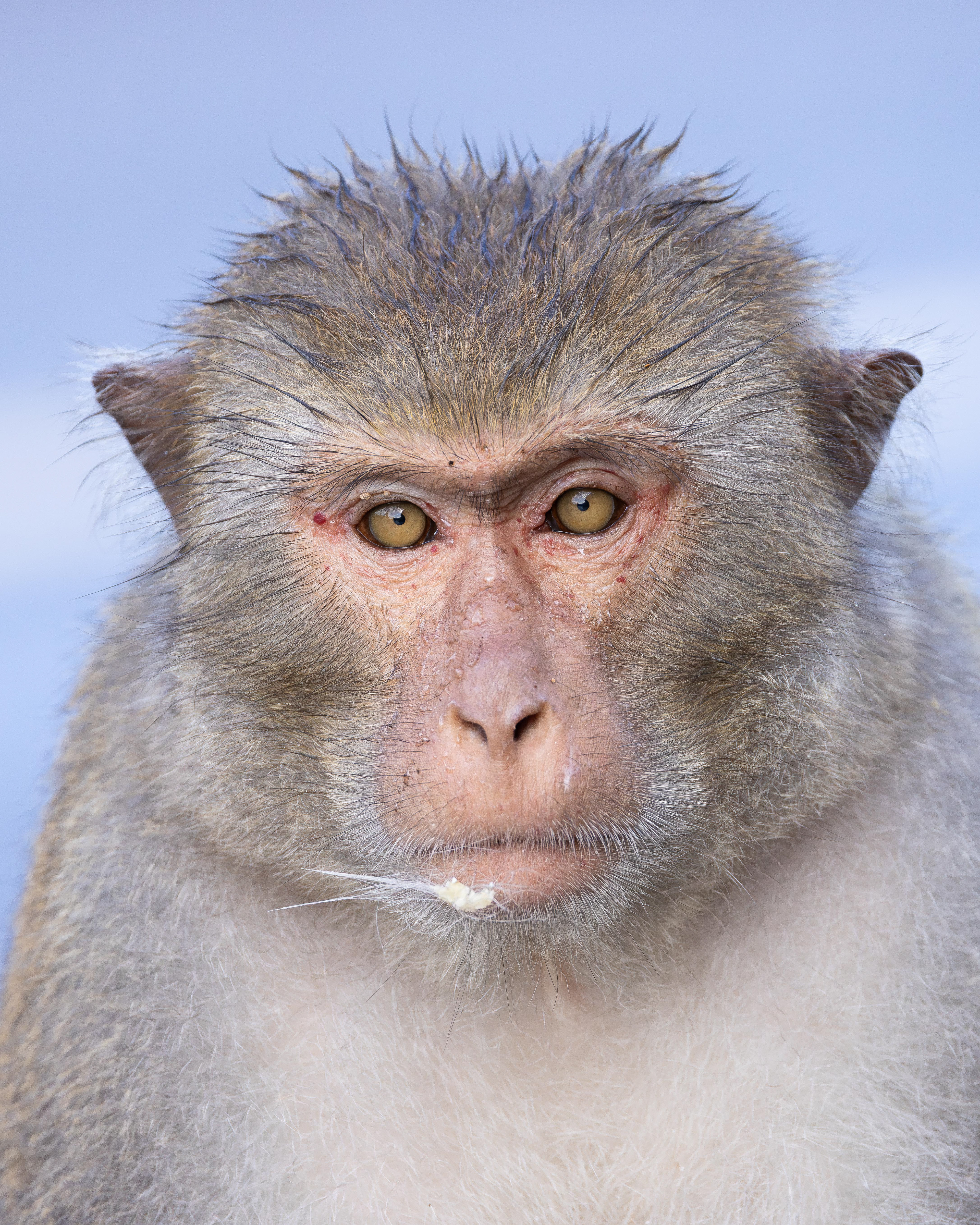 Rhesus Macaque - Vietnam