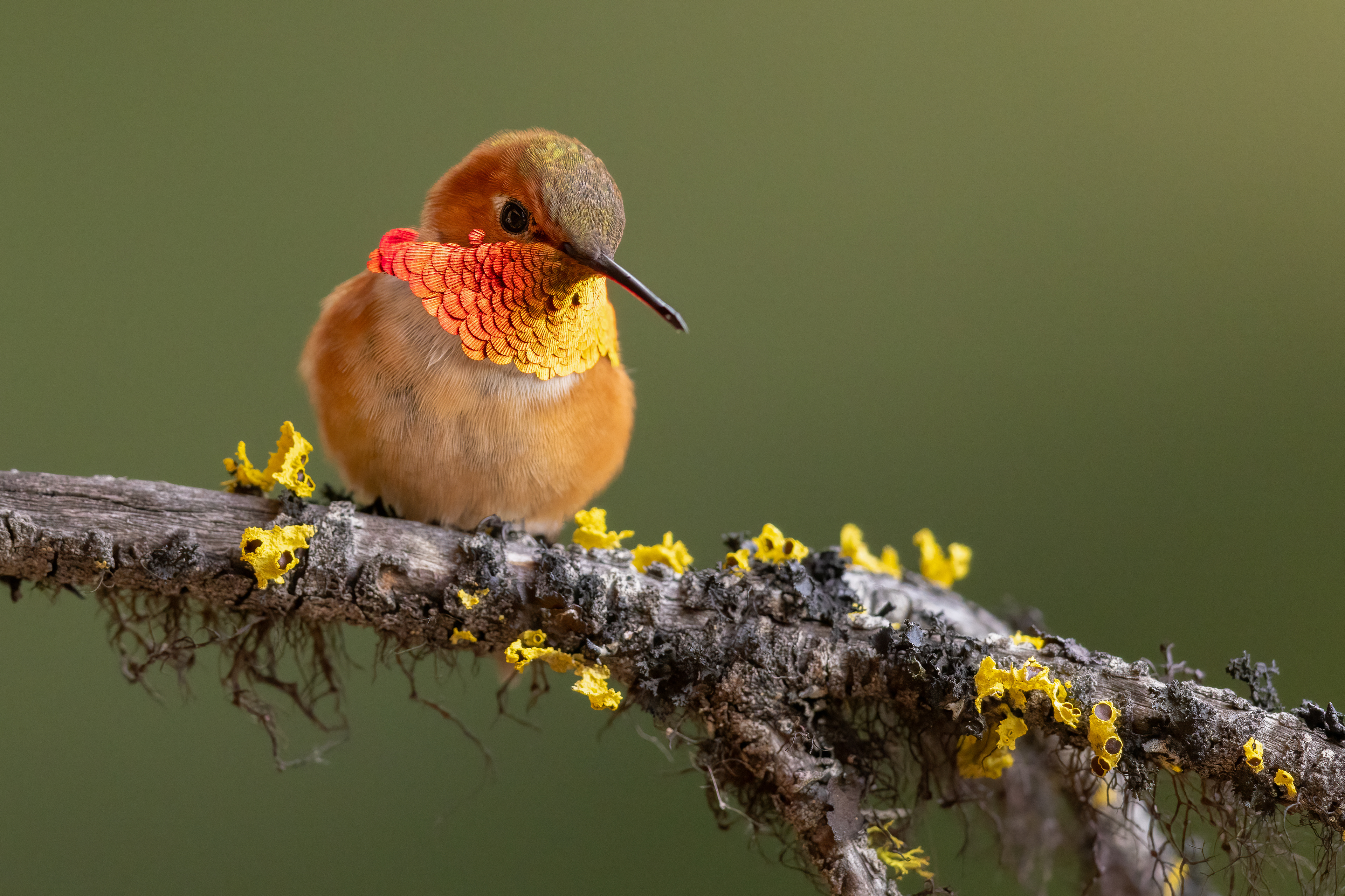 Rufous Hummingbird