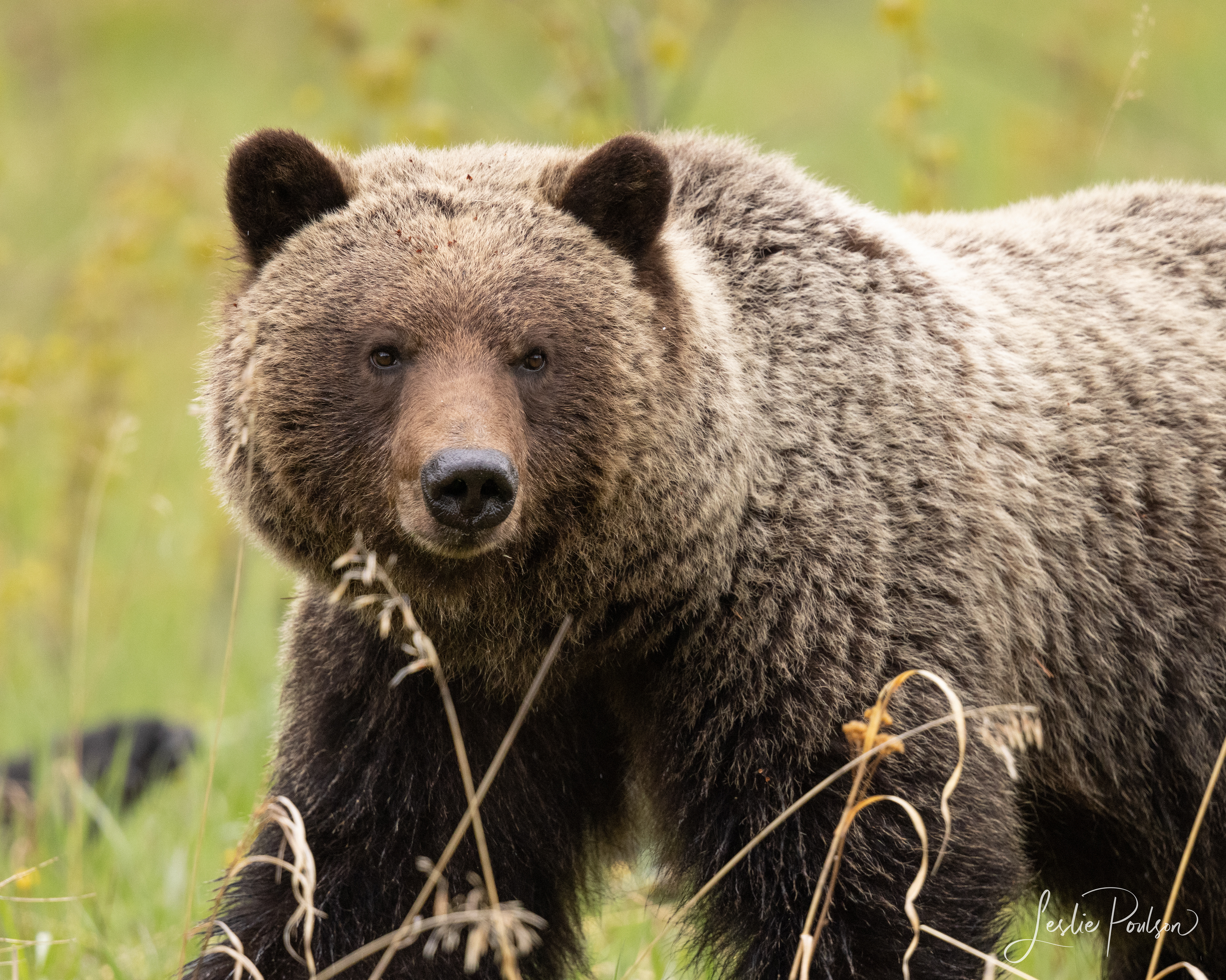 Grizzly Bear - Canada