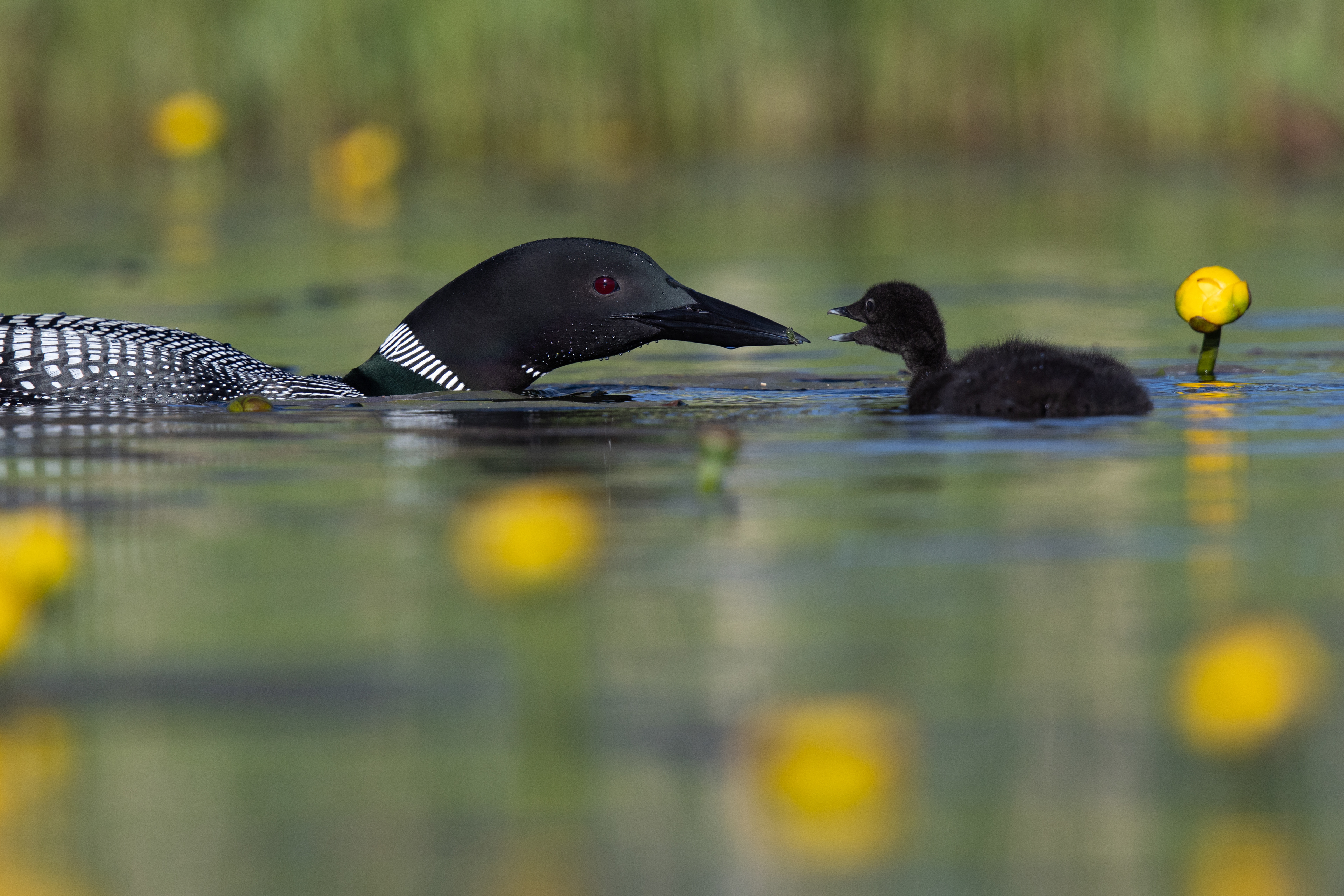 Common Loons - Canada