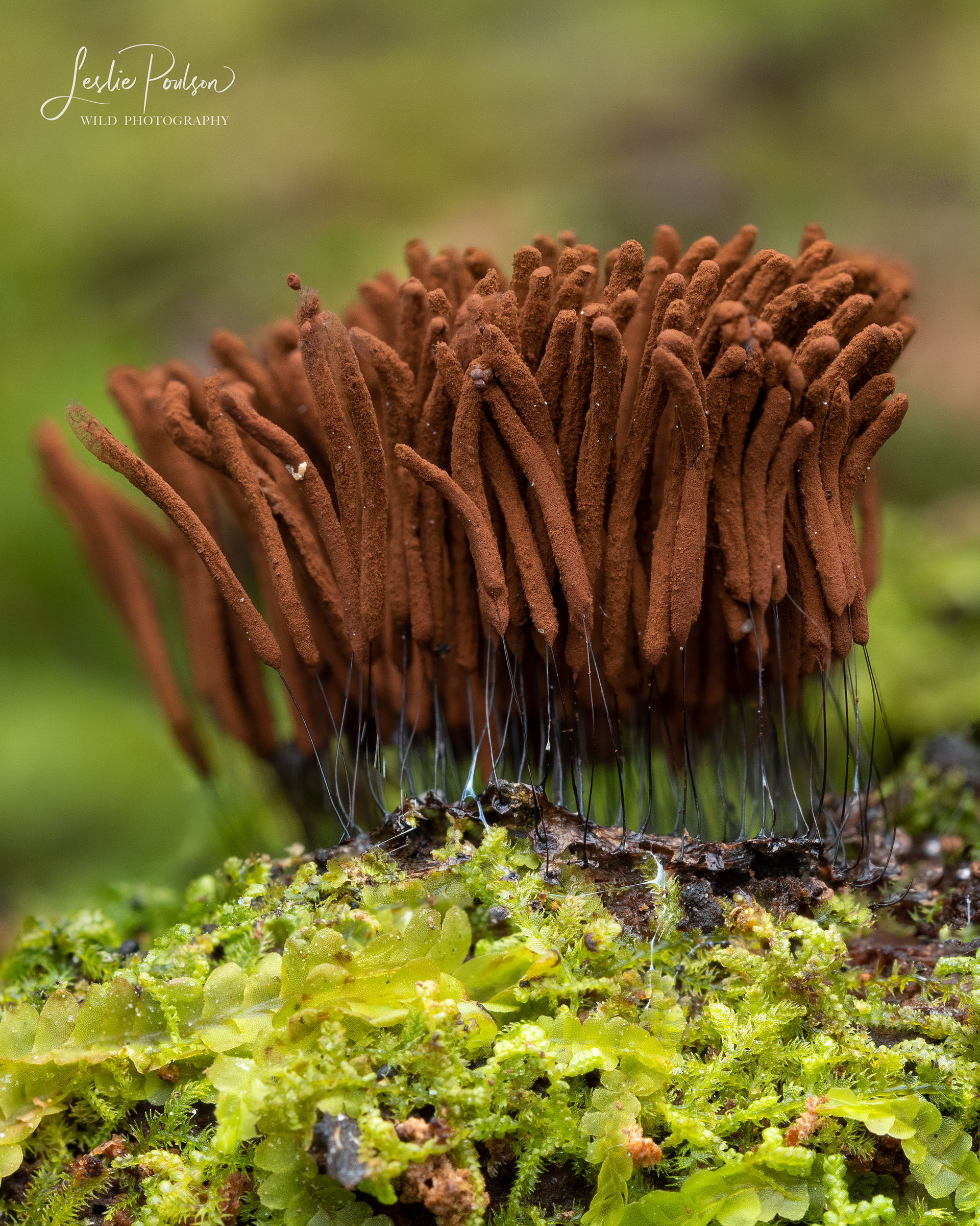 Stemonitis sp. Slime Mold