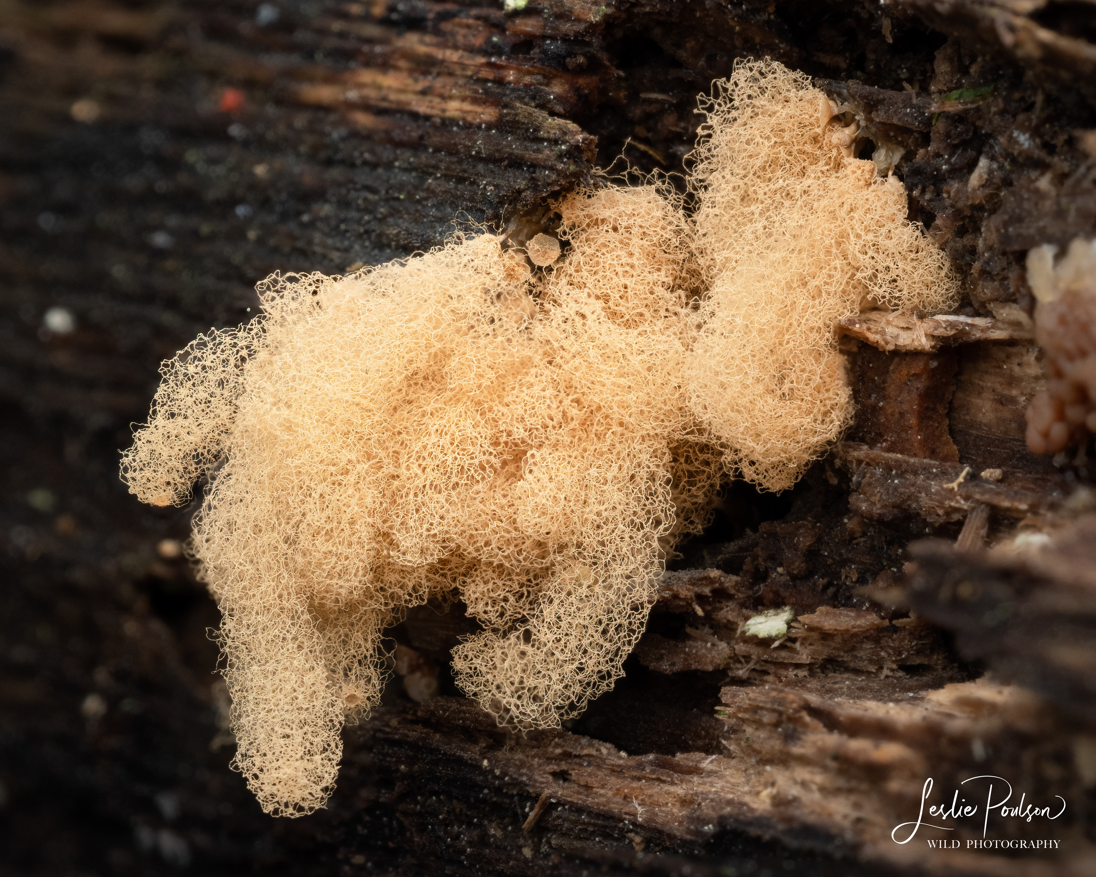 Yellow Carnival Candy Slime Mold