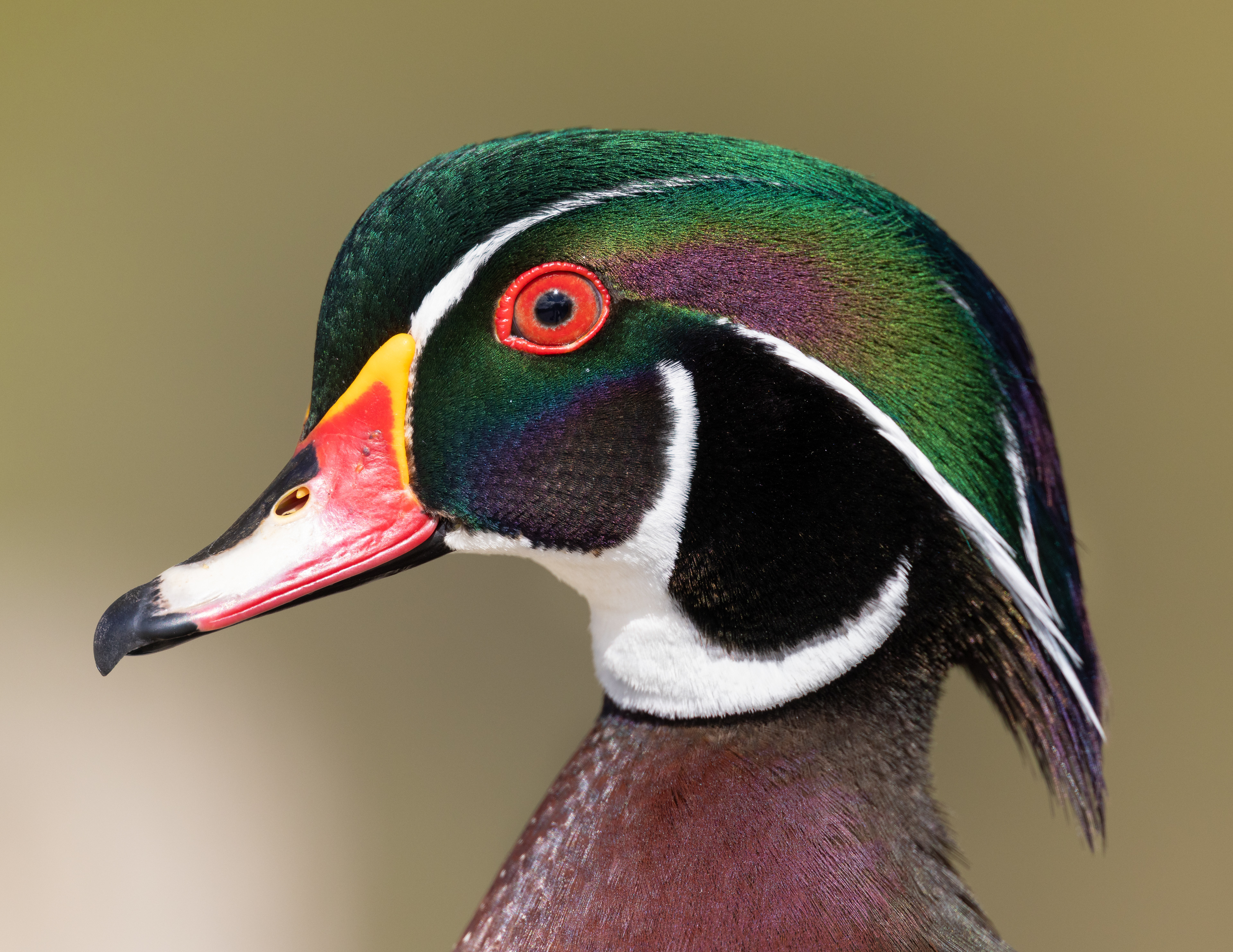 Wood Duck