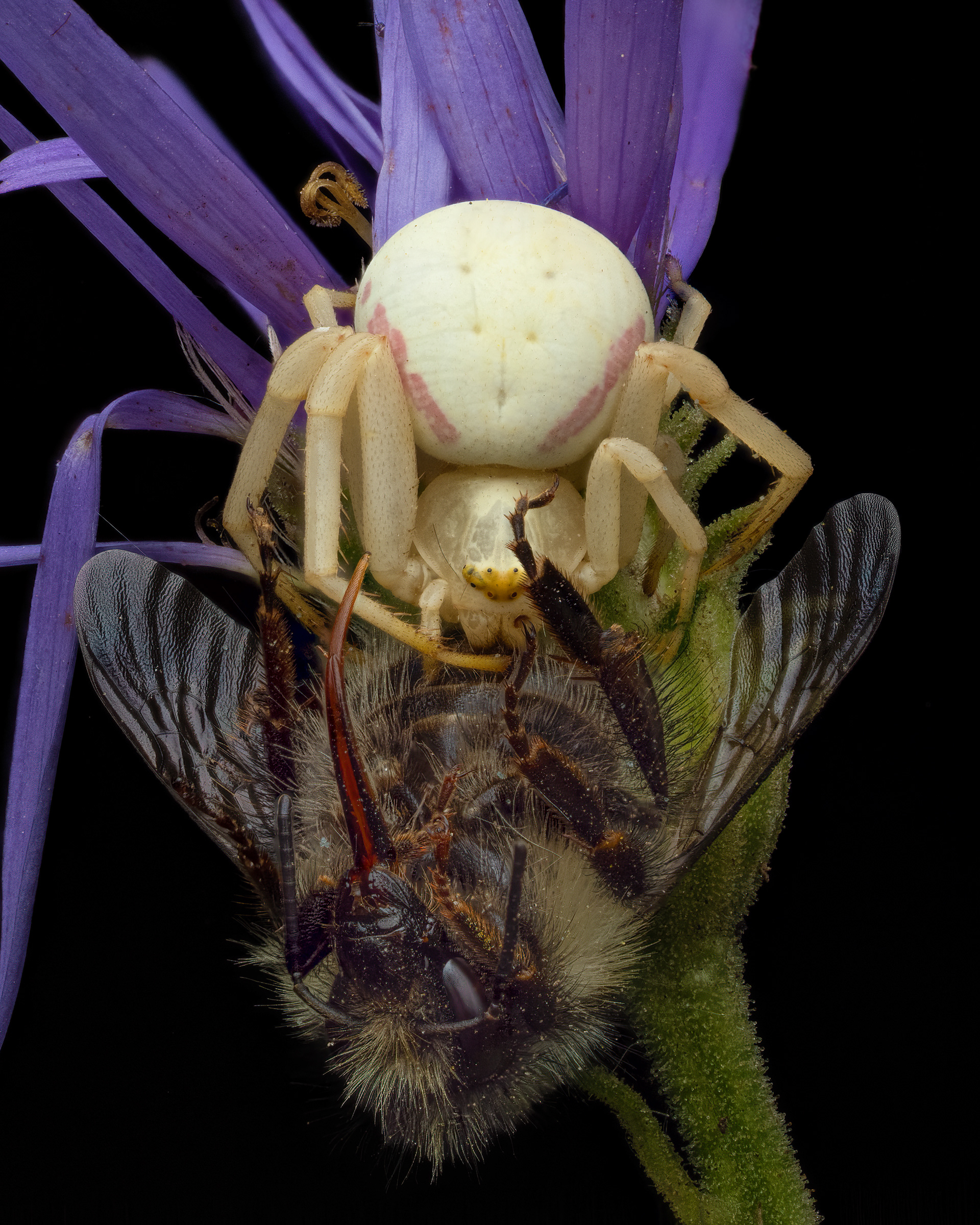 Crab Spider Eating Bee