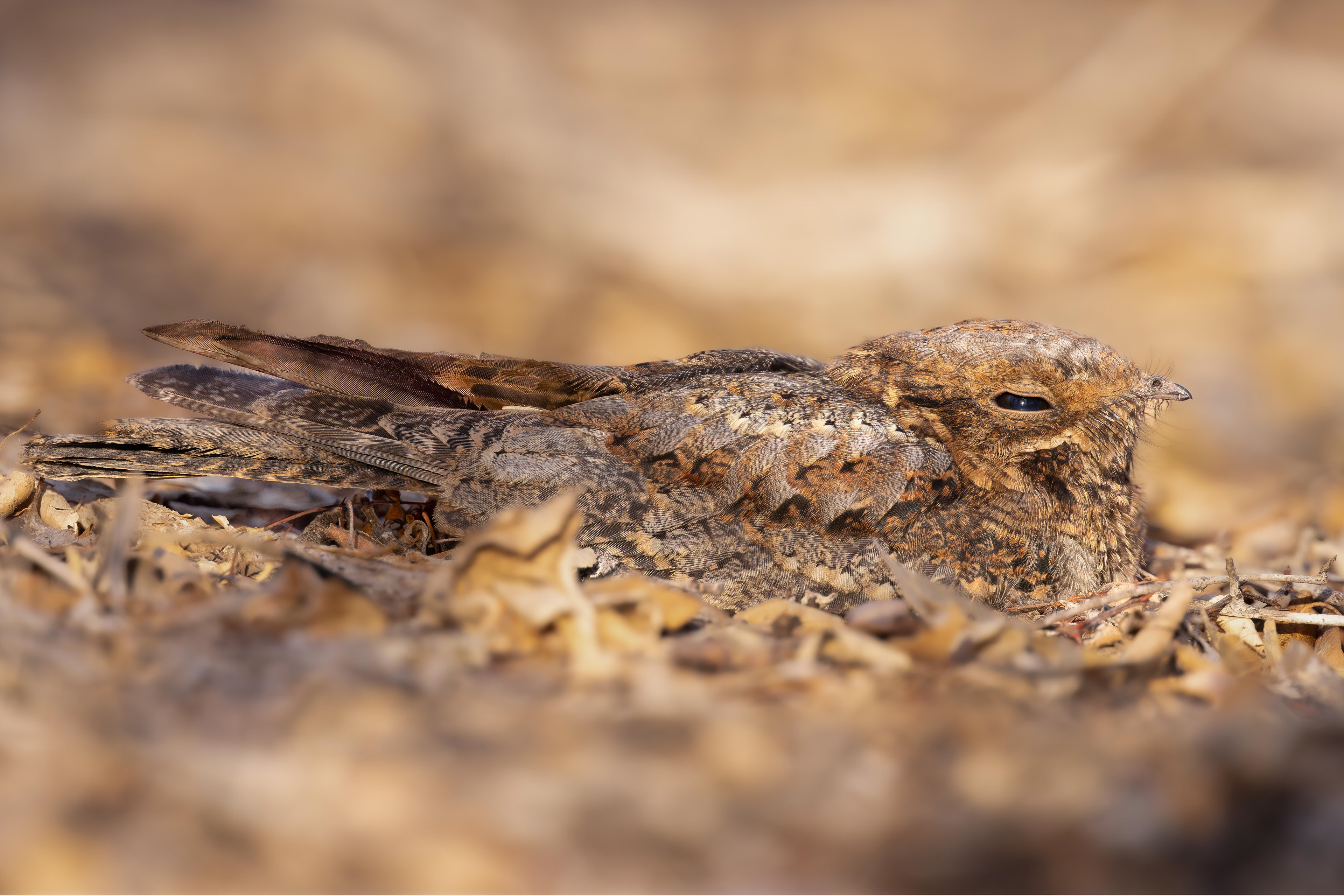 Madagascar Nightjar - Madgascar