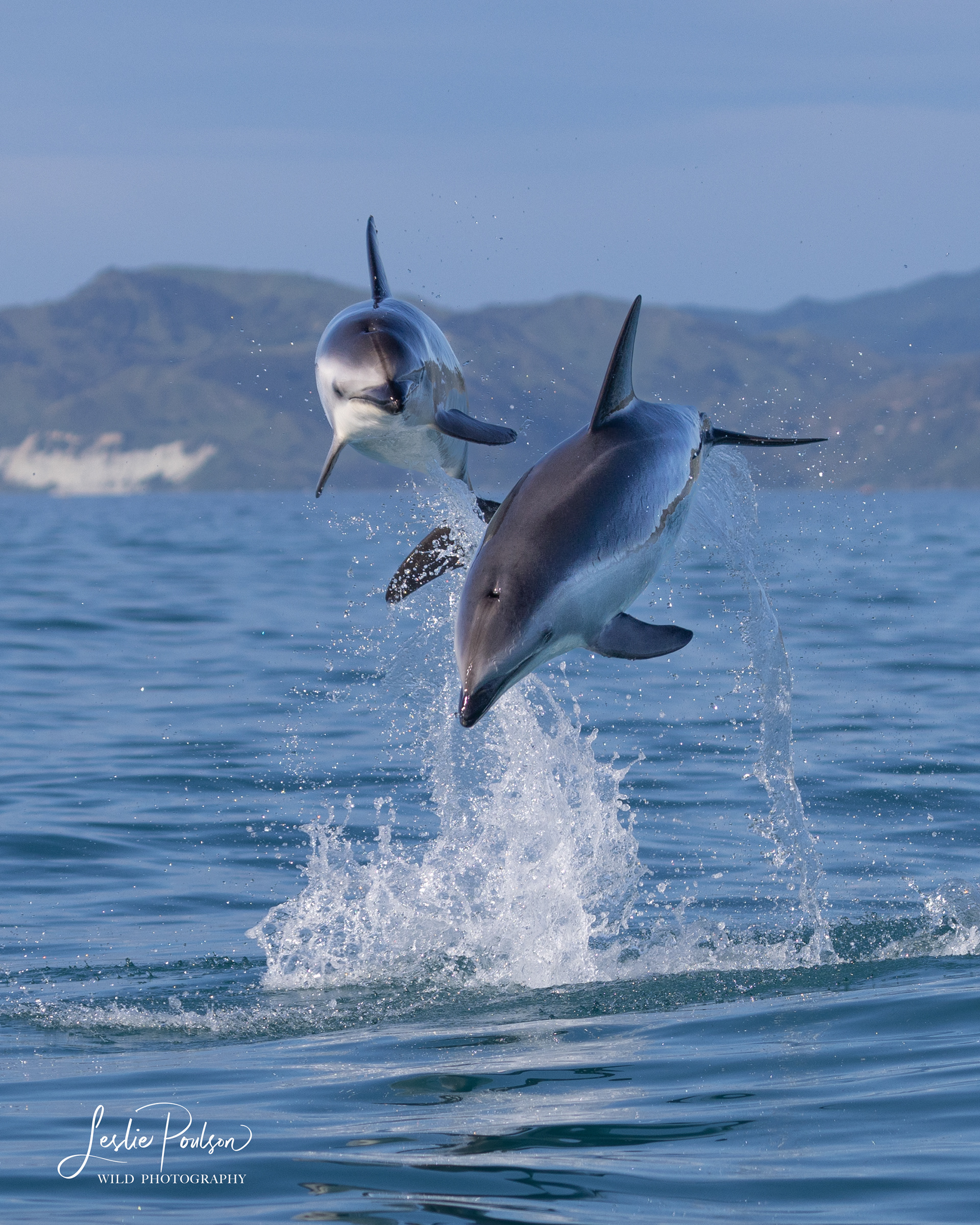 Dusky Dolphins Leap from the Water