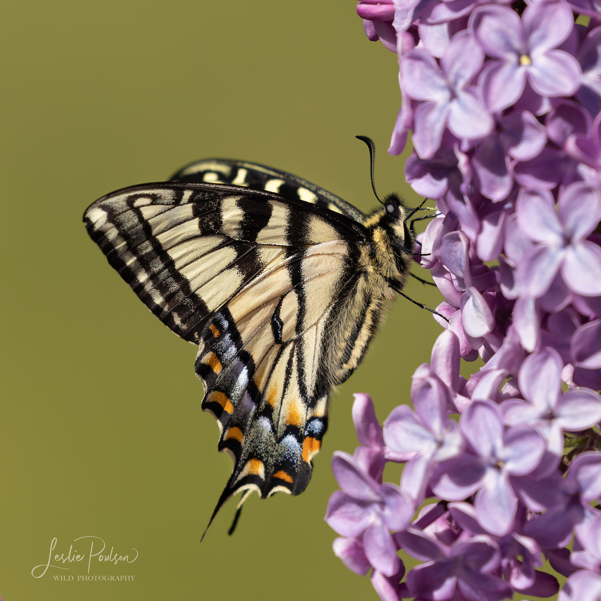 Swallowtail and Lilac - Canada