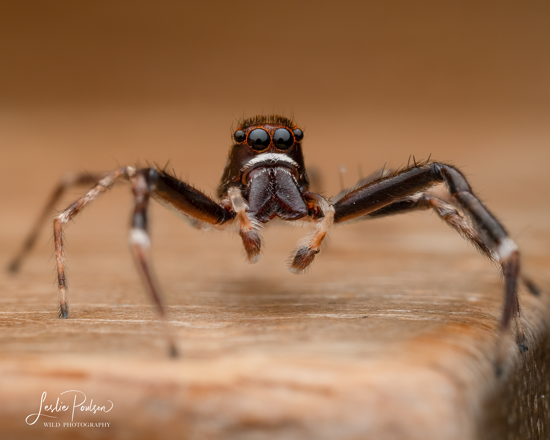 Aussie Brown Jumping Spider on the back of a wooden chair