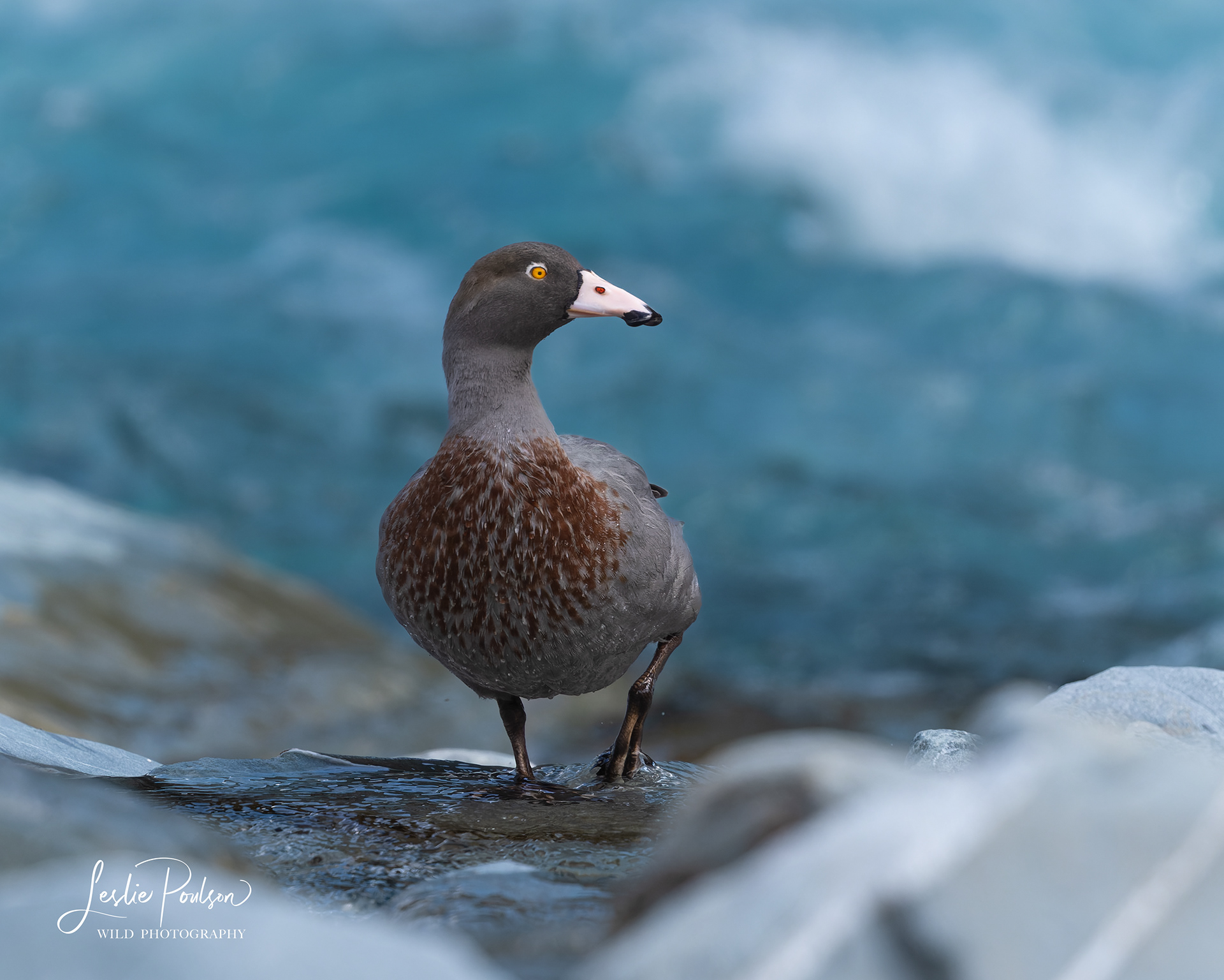 Blue Duck - New Zealand