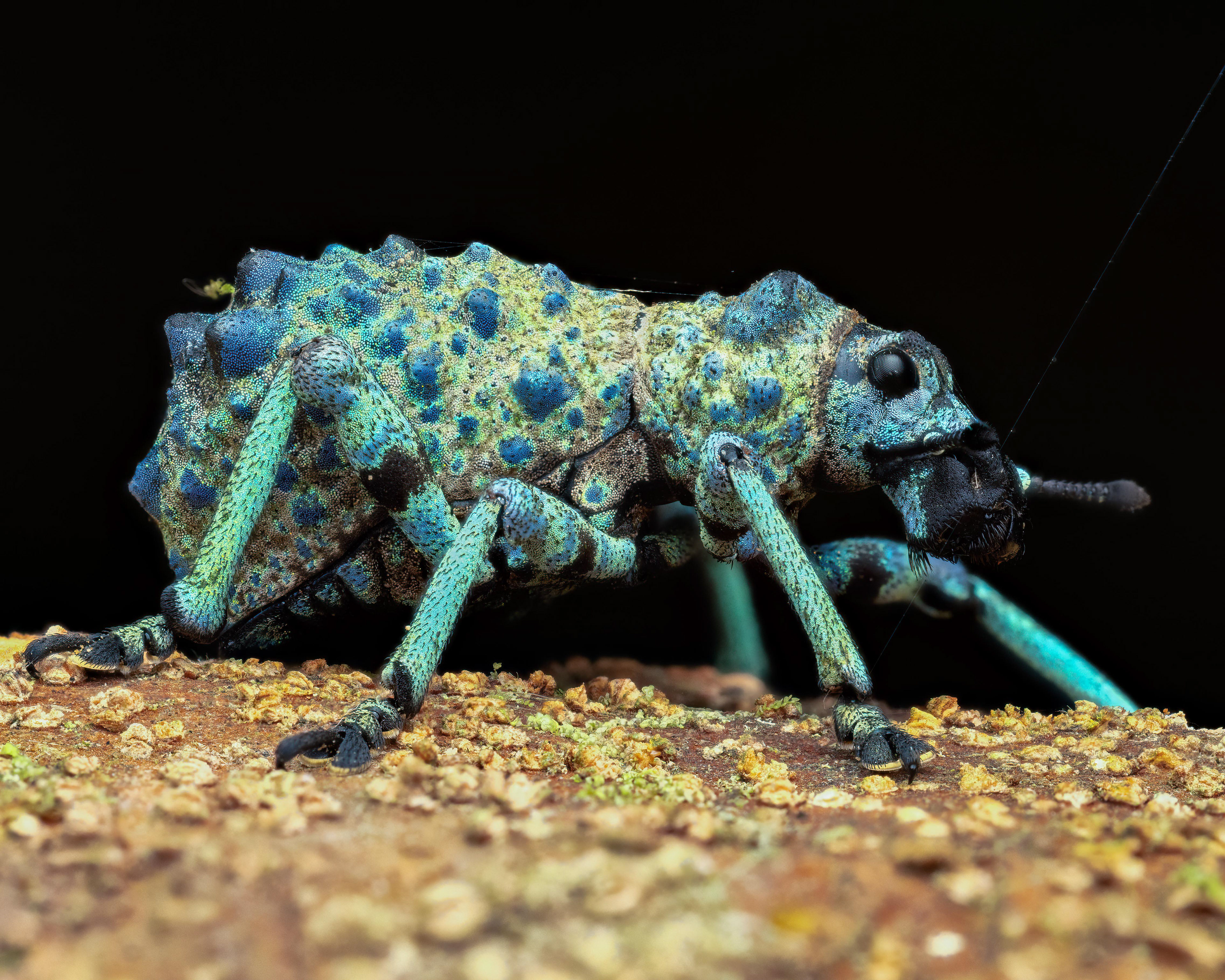Broad-Nosed Weevil - Madagascar