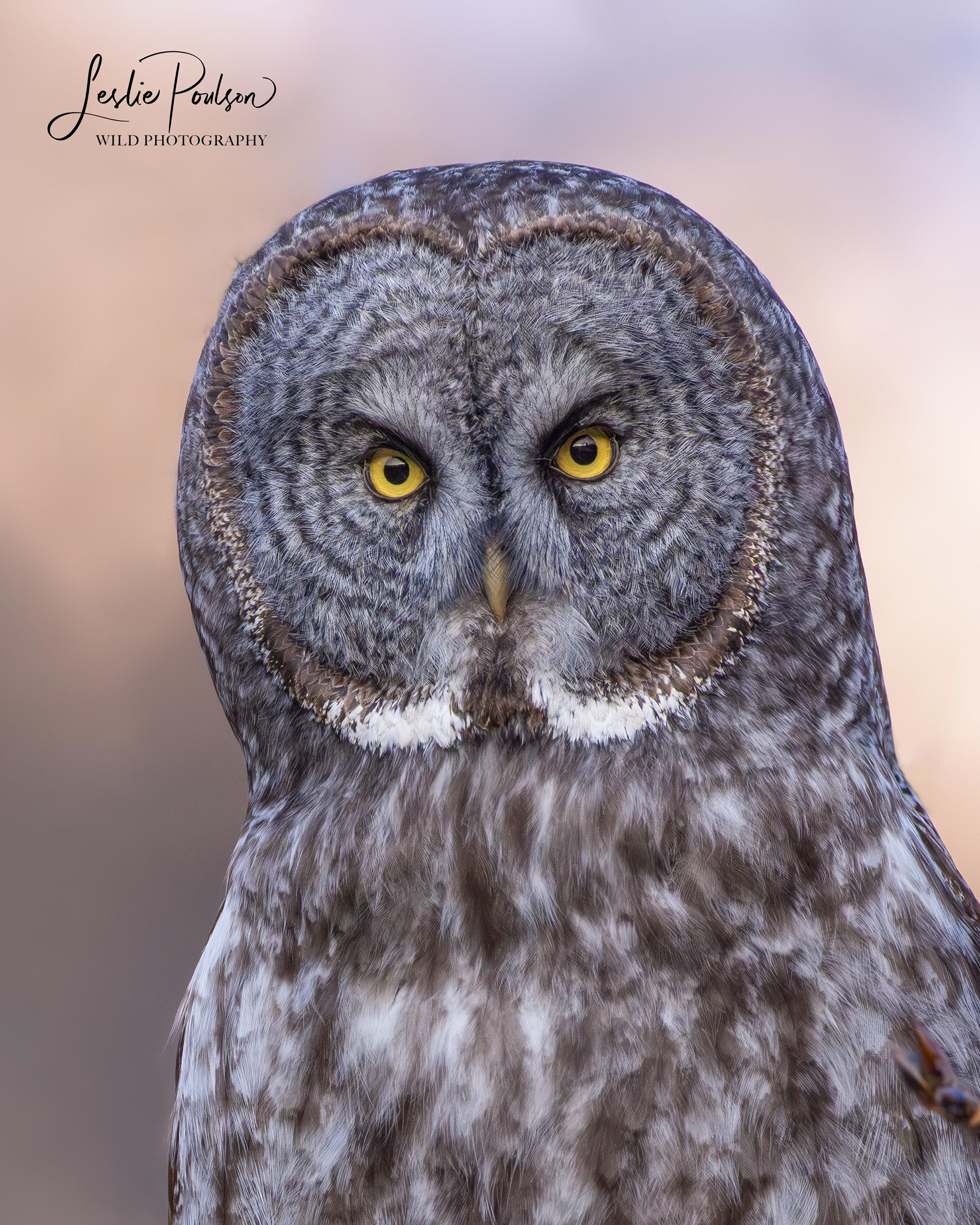 Great Grey Owl - Canada