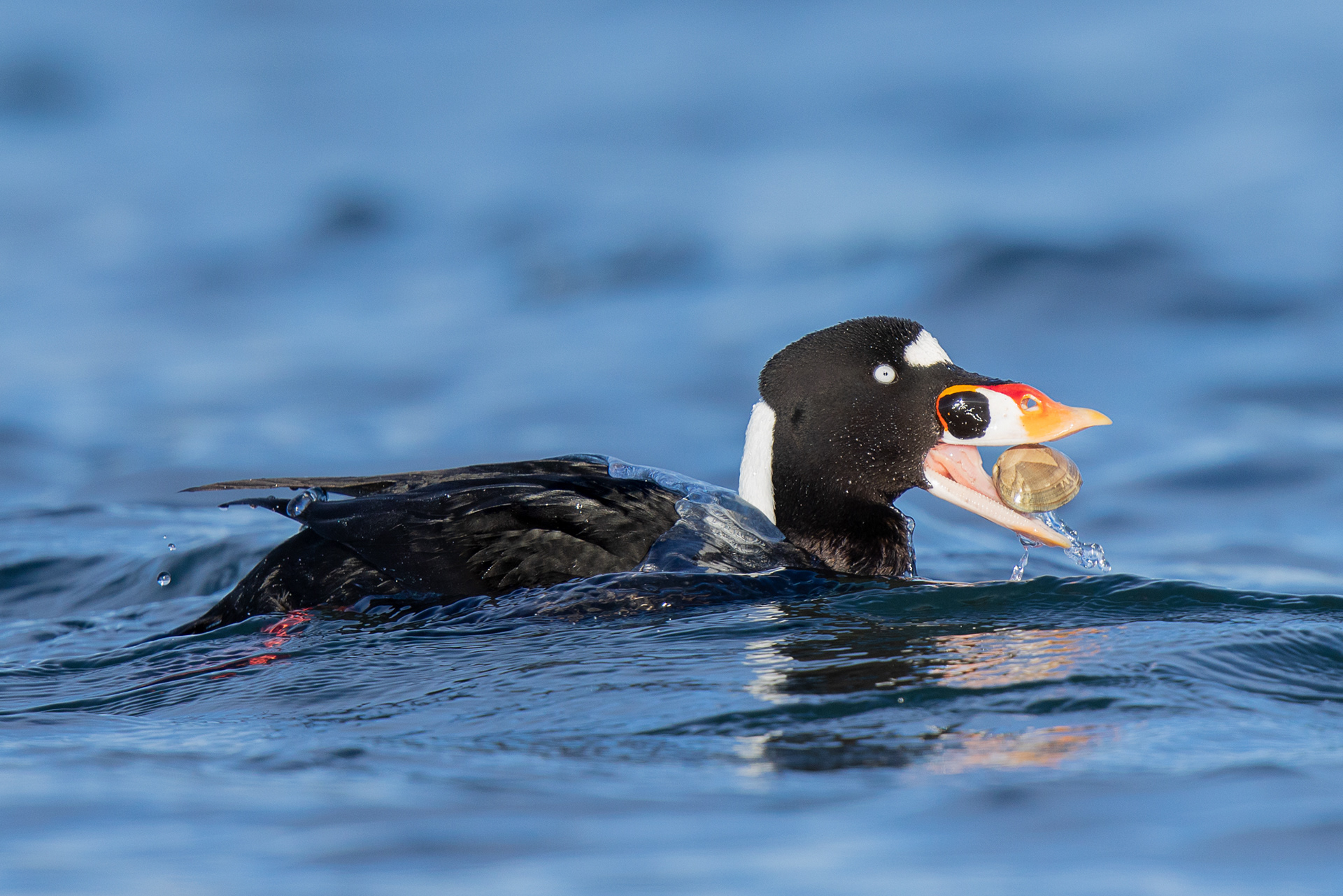 Surf Scoter - Canada