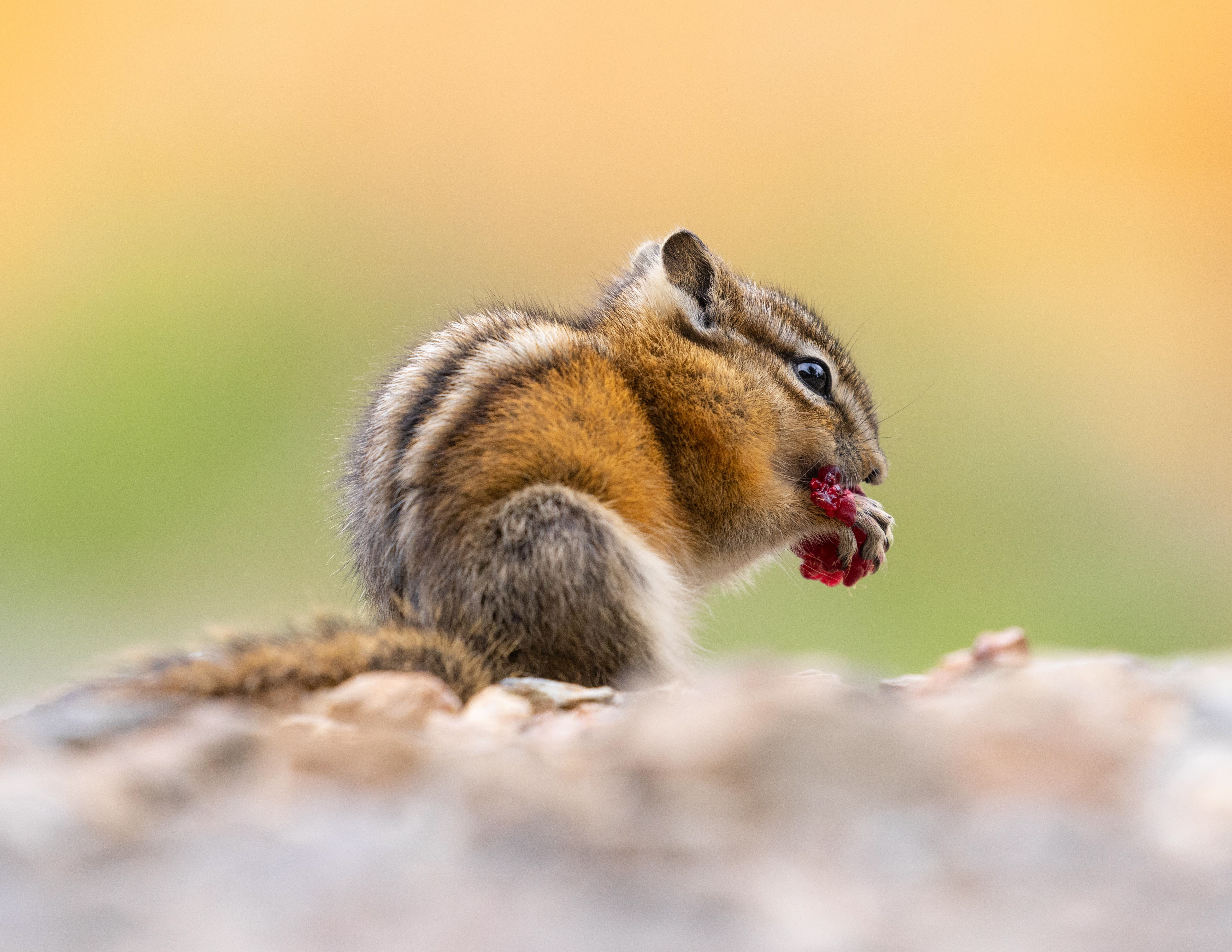 Chipmunk - Canada