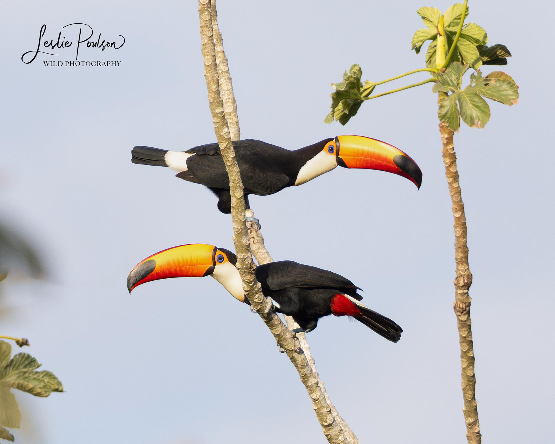 Toco Toucans - Bolivia