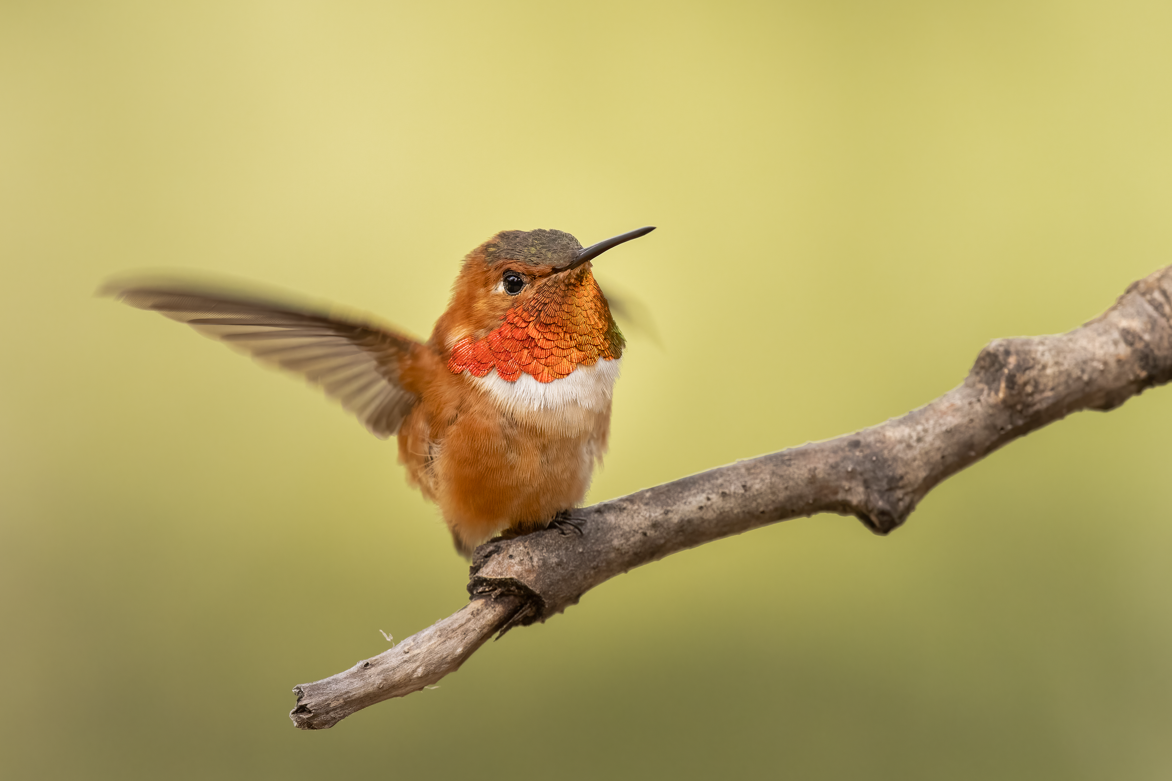 Rufous Hummingbird - Canada